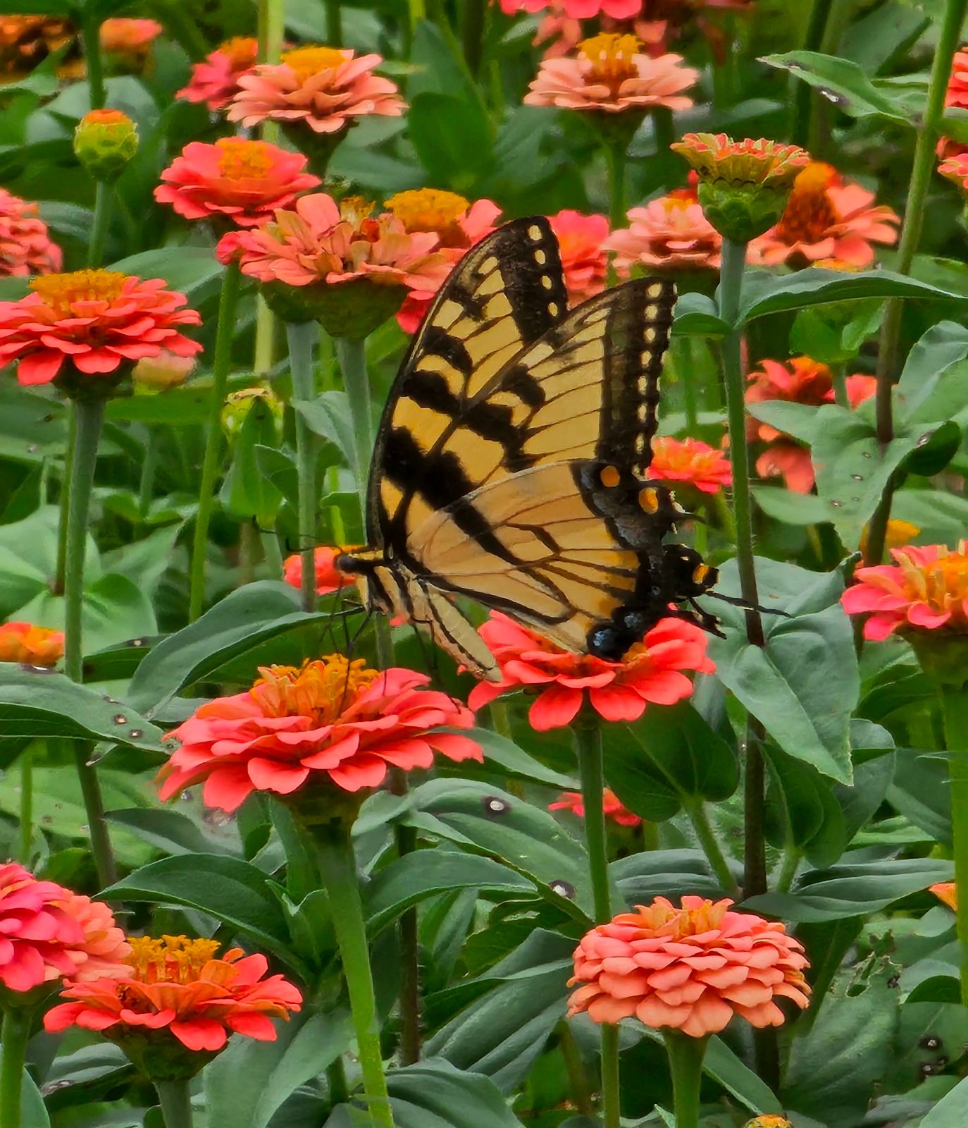 ZINNIA elegans Lilliput