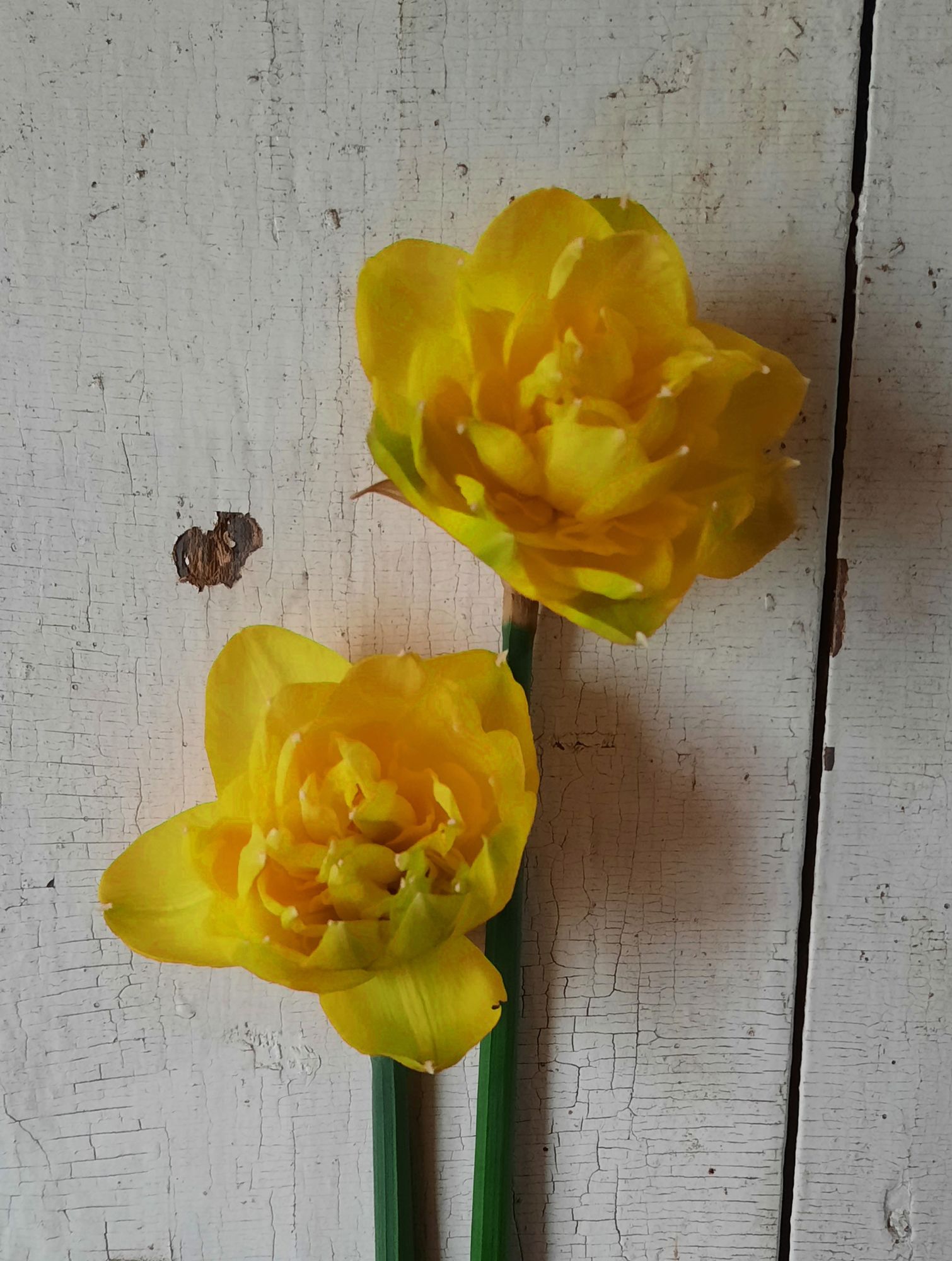 NARCISSUS Queen's Day