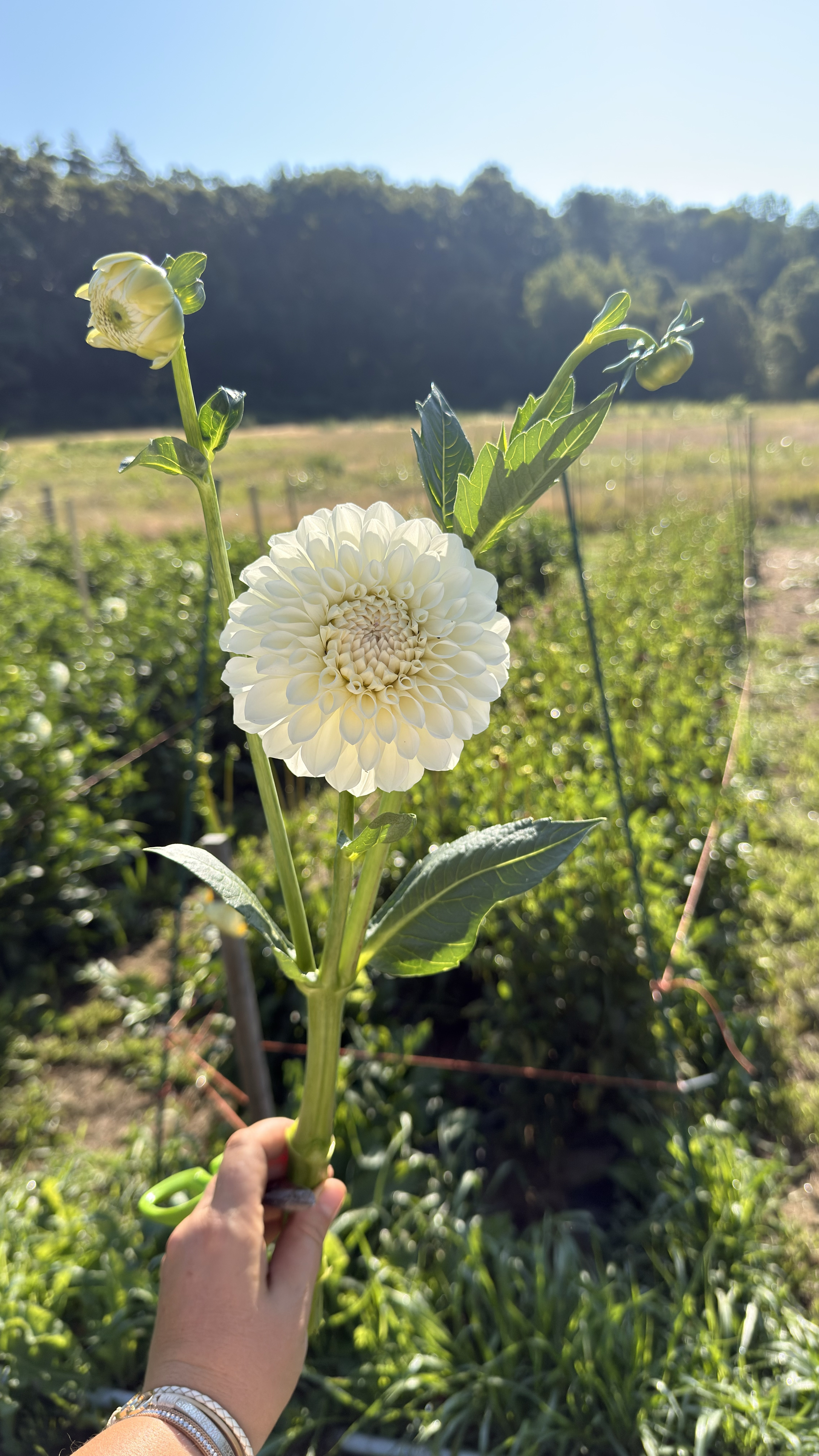 DAHLIA Boom Boom White