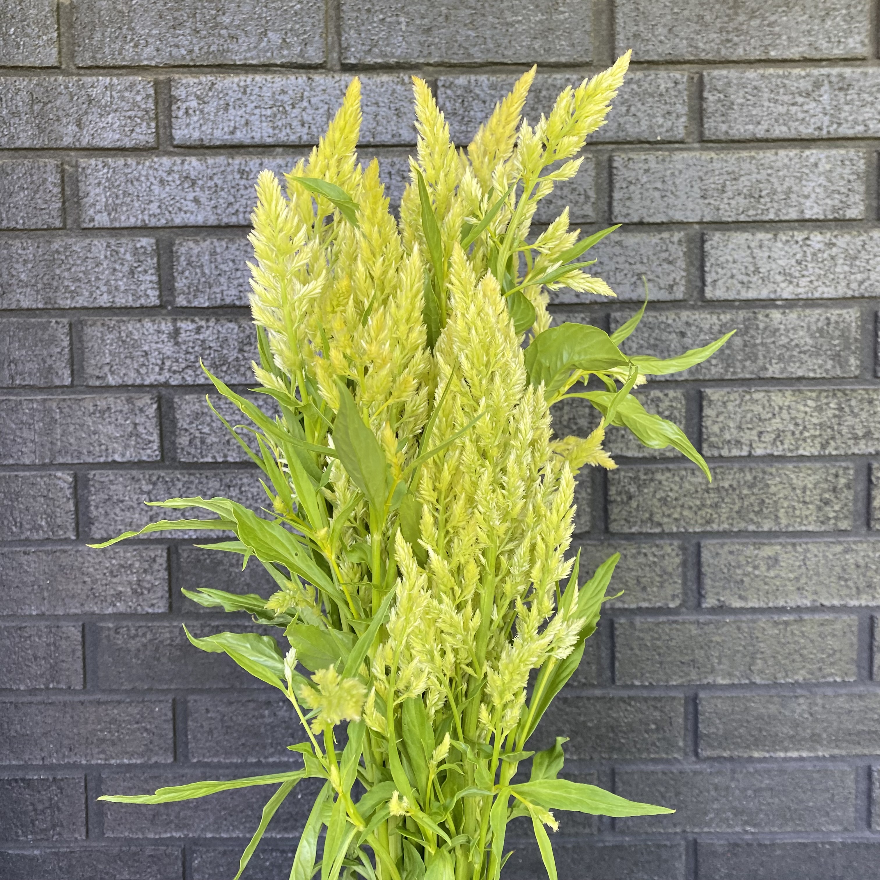 CELOSIA argentea var. plumosa Sylphid