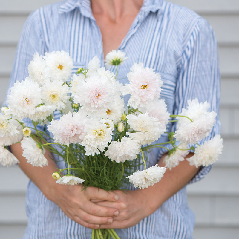 COSMOS bipinnatus Double Click Snow Puff