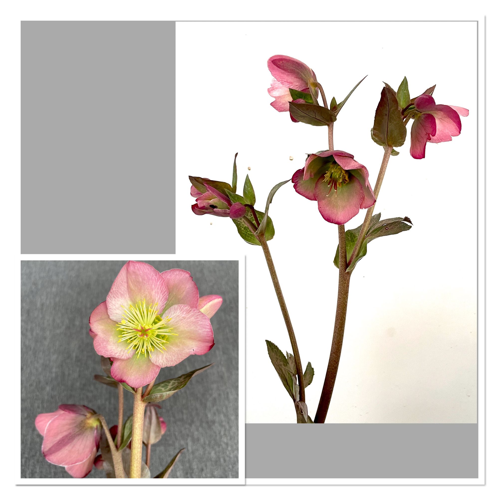 HELLEBORUS x hybridus