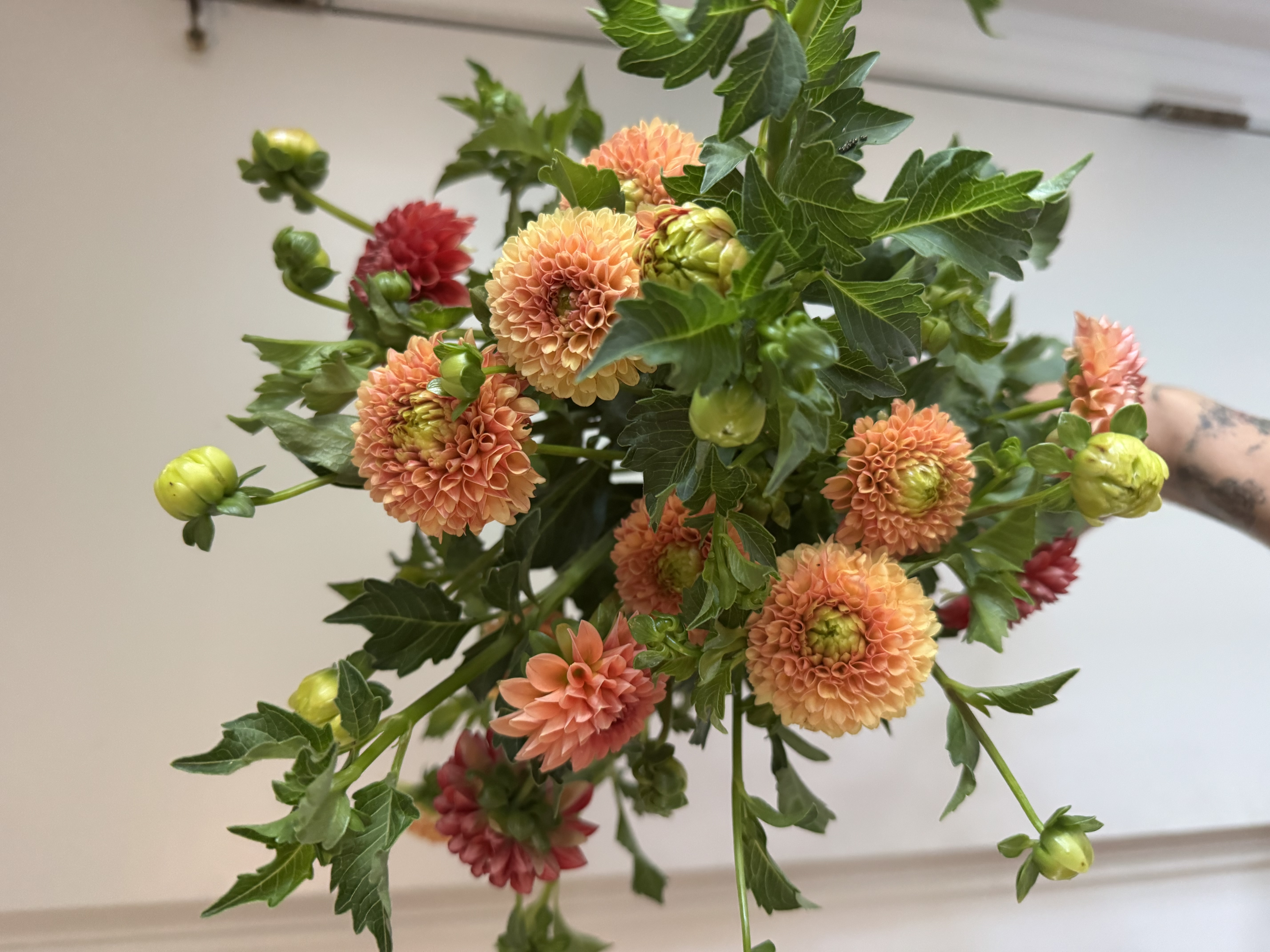 DAHLIA Ball