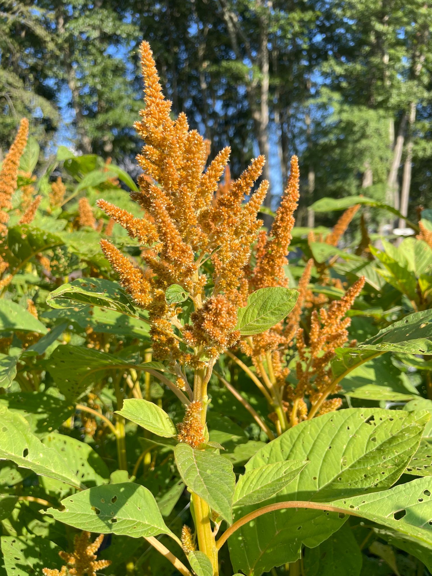 AMARANTHUS