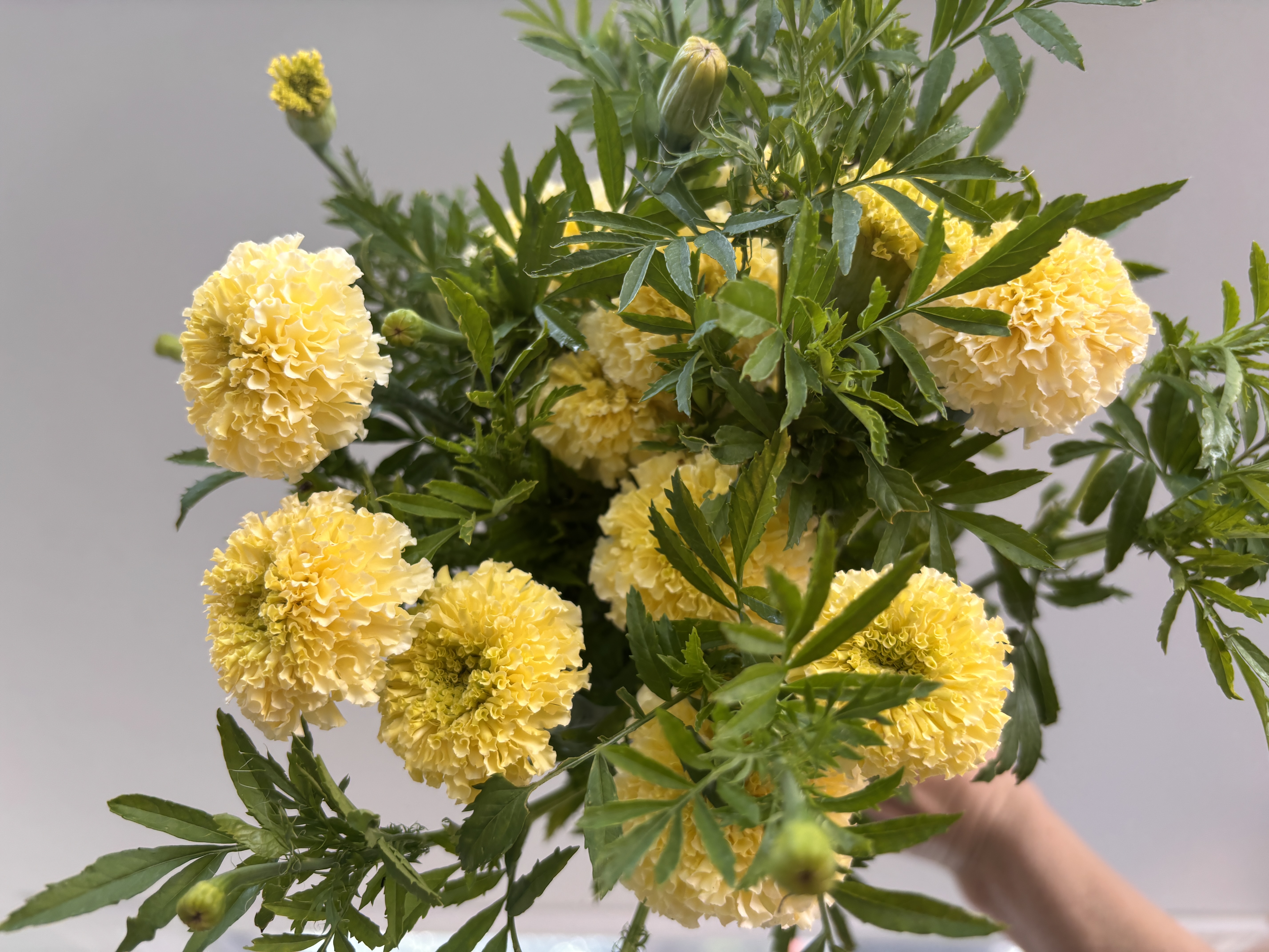 TAGETES erecta White Swan
