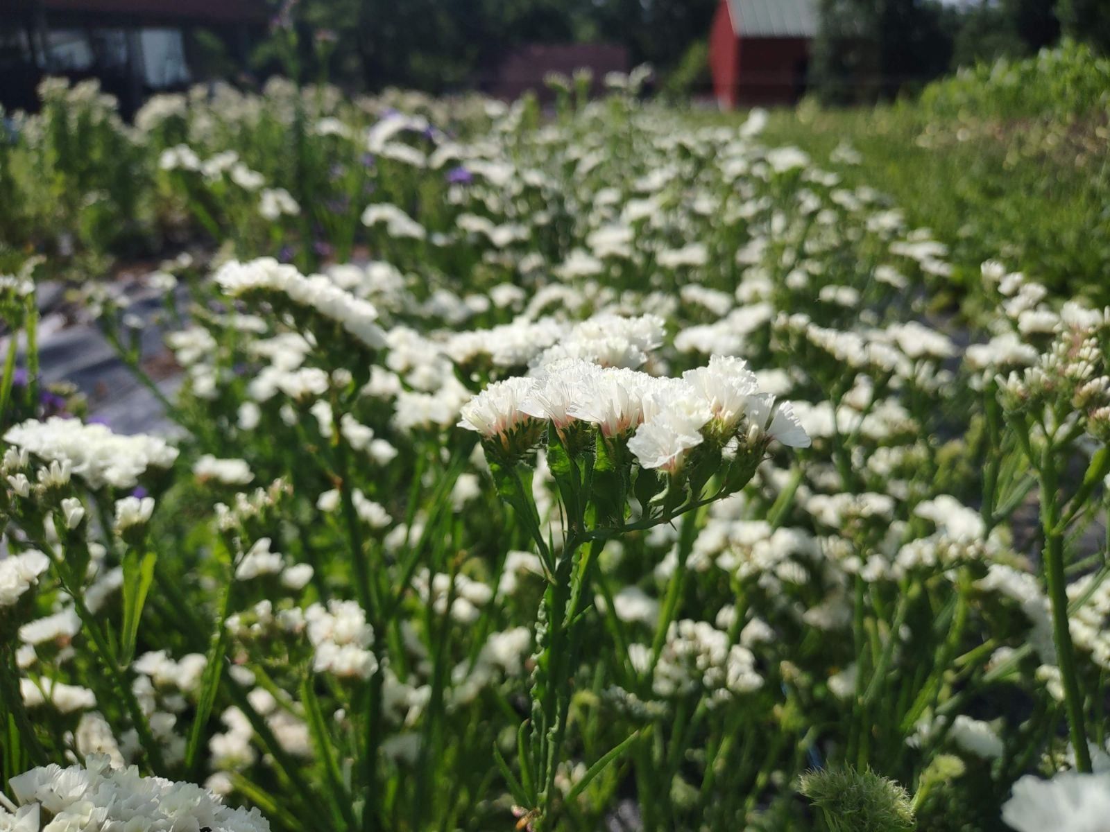 LIMONIUM latifolium