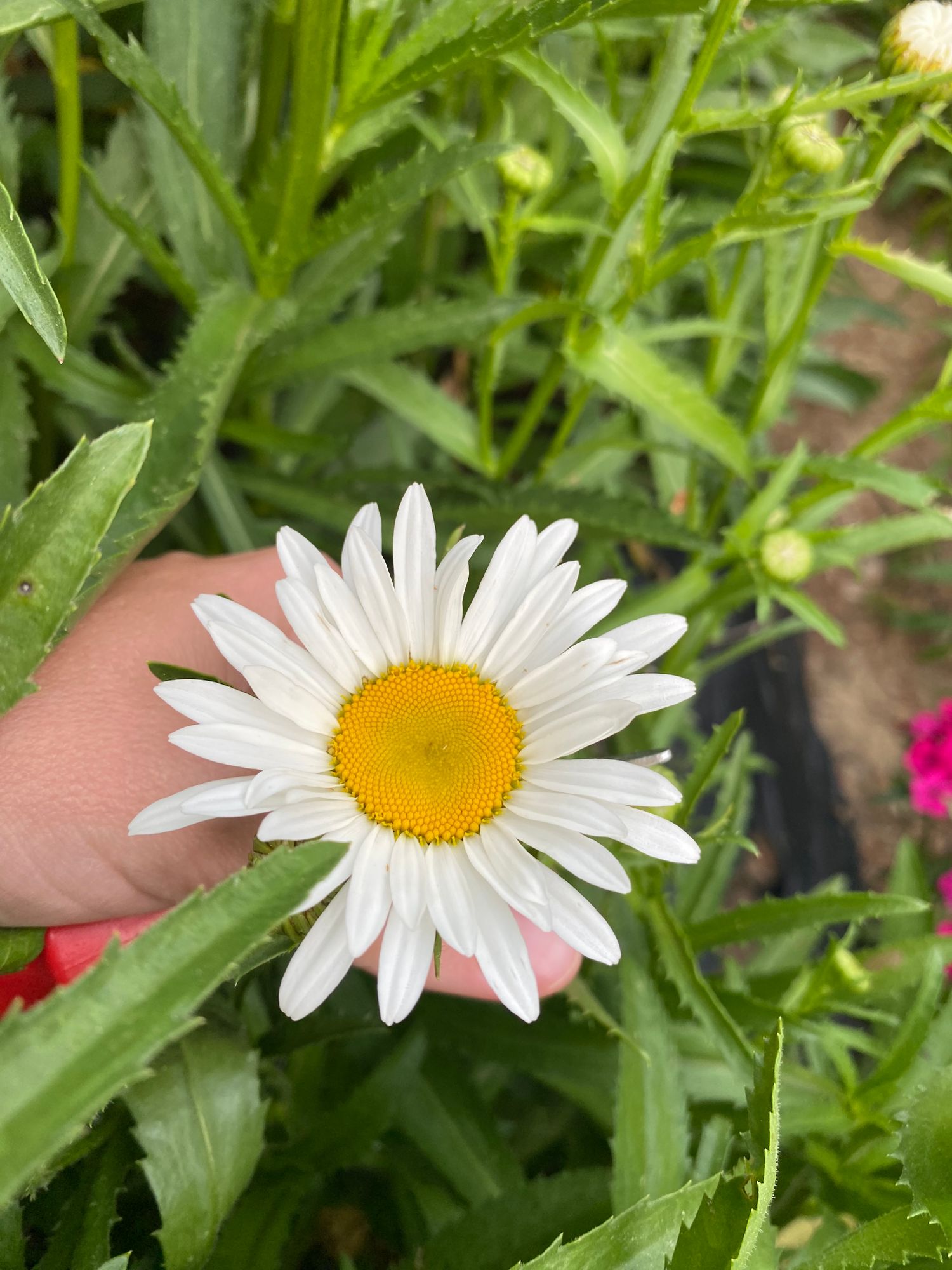 LEUCANTHEMUM x superbum