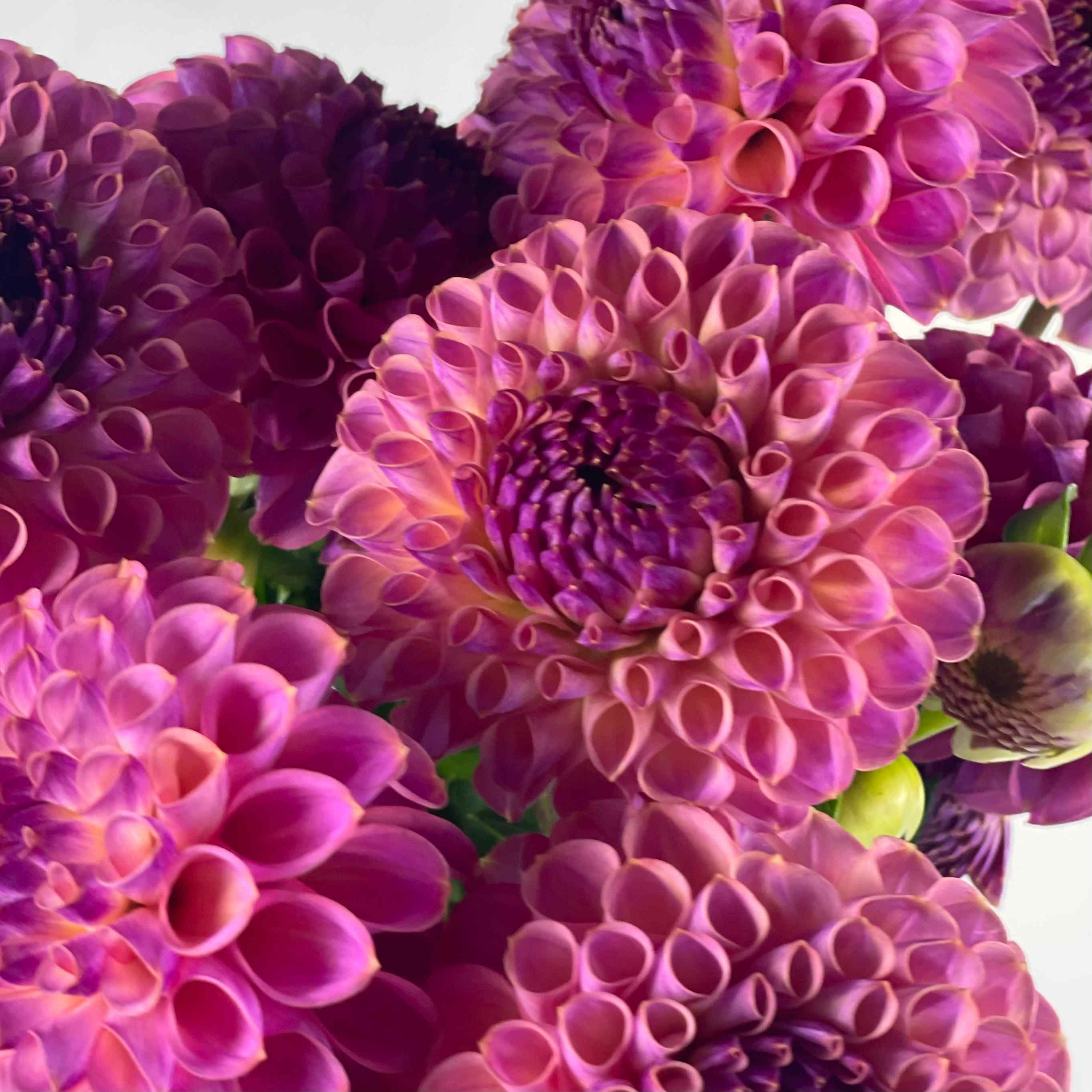 DAHLIA Jowey Frambo