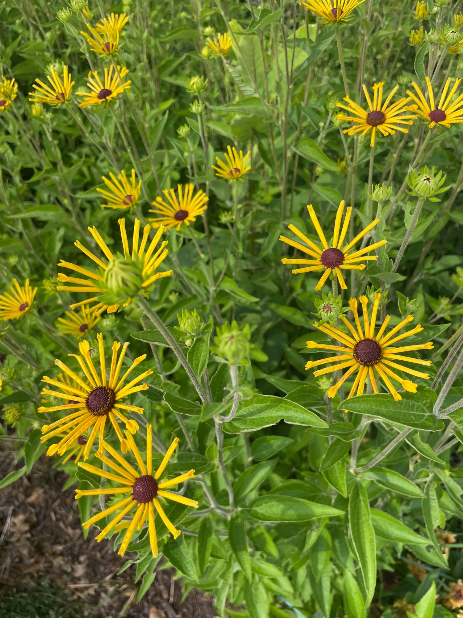 RUDBECKIA subtomentosa Henry Eilers