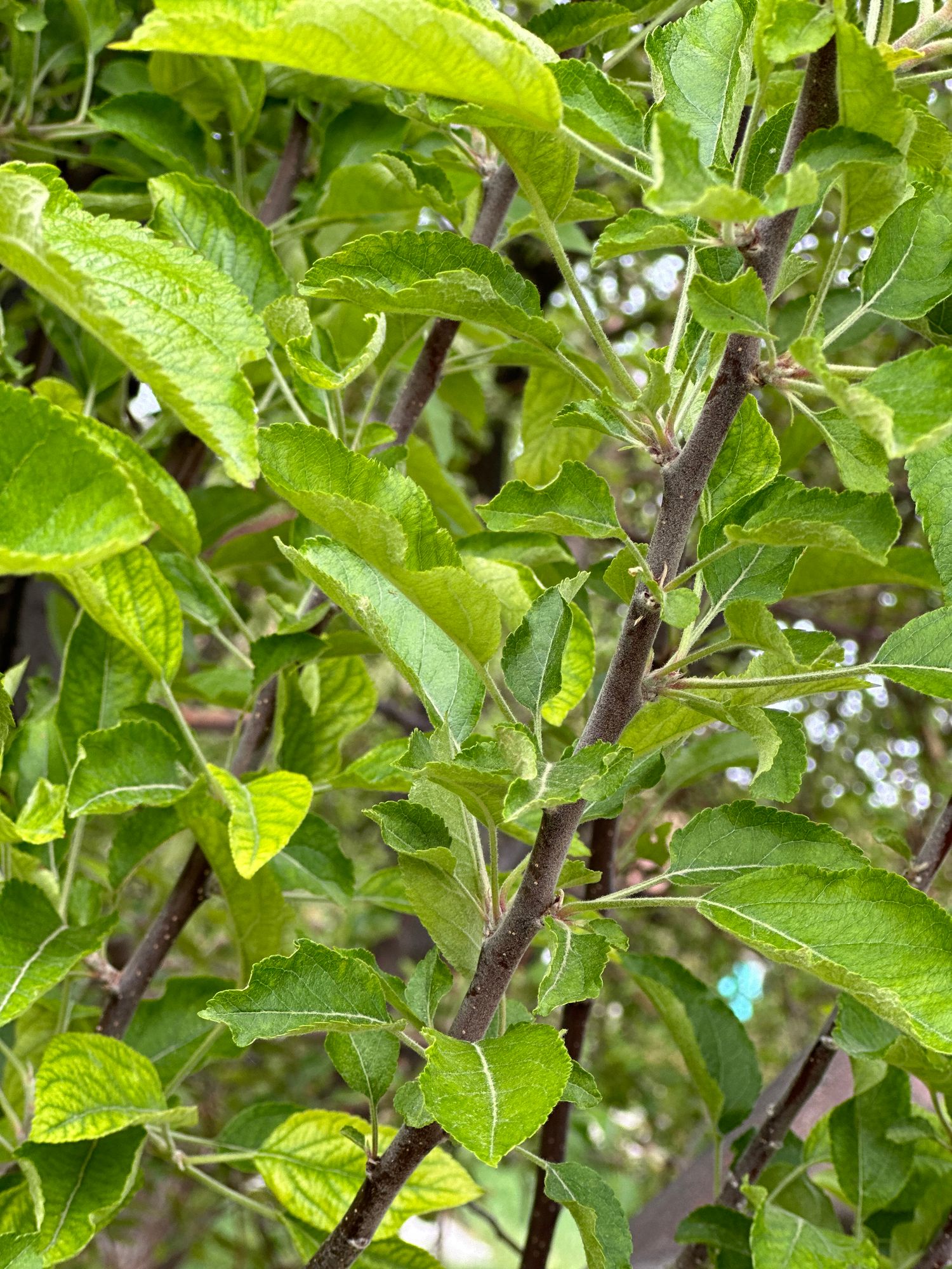 MALUS