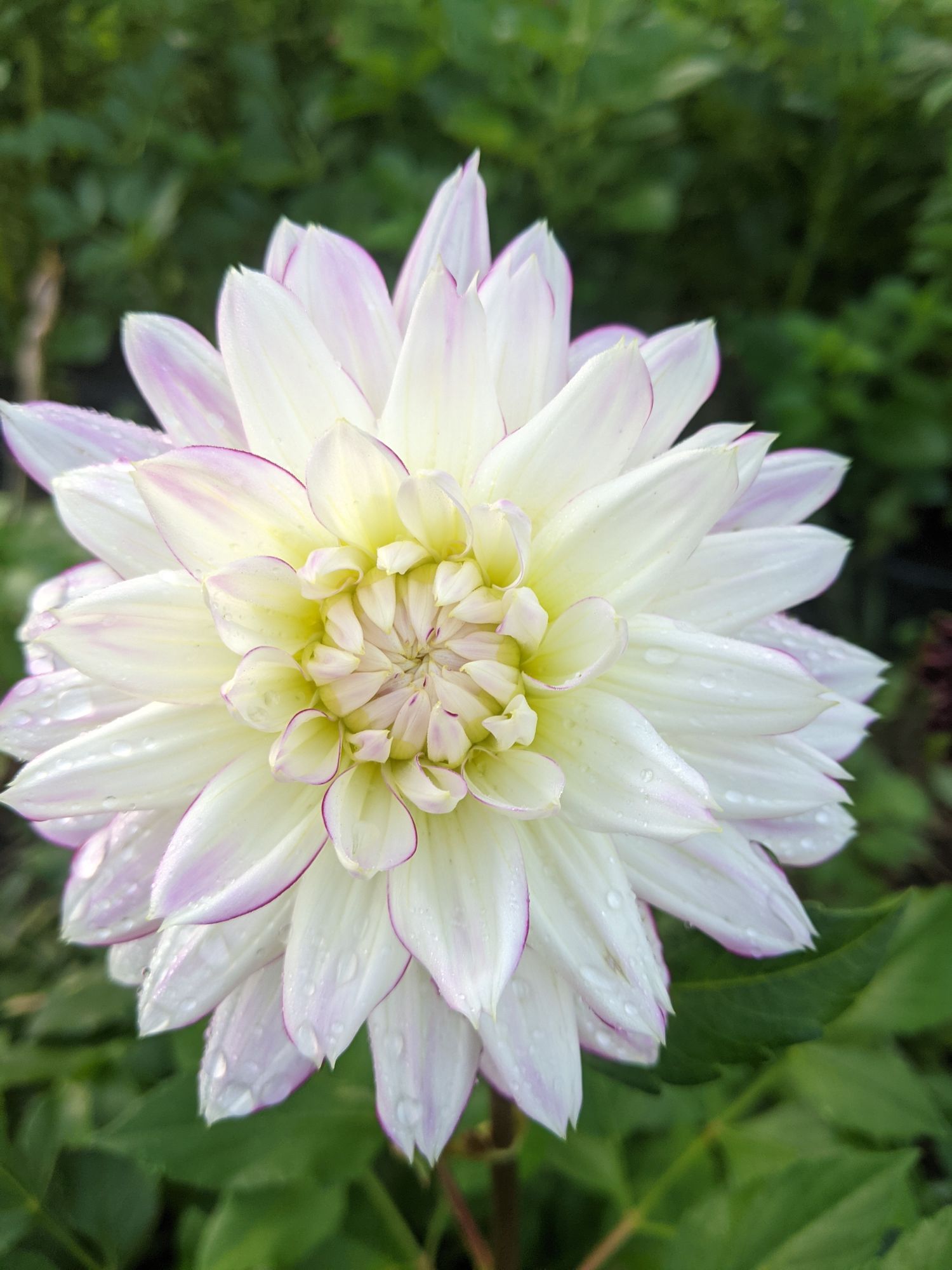 DAHLIA Decorative