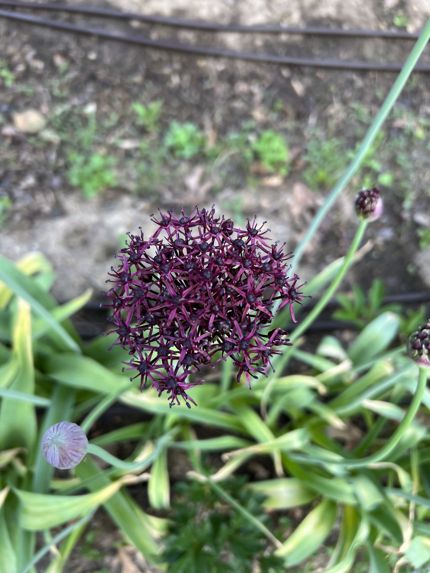 ALLIUM atropurpureum