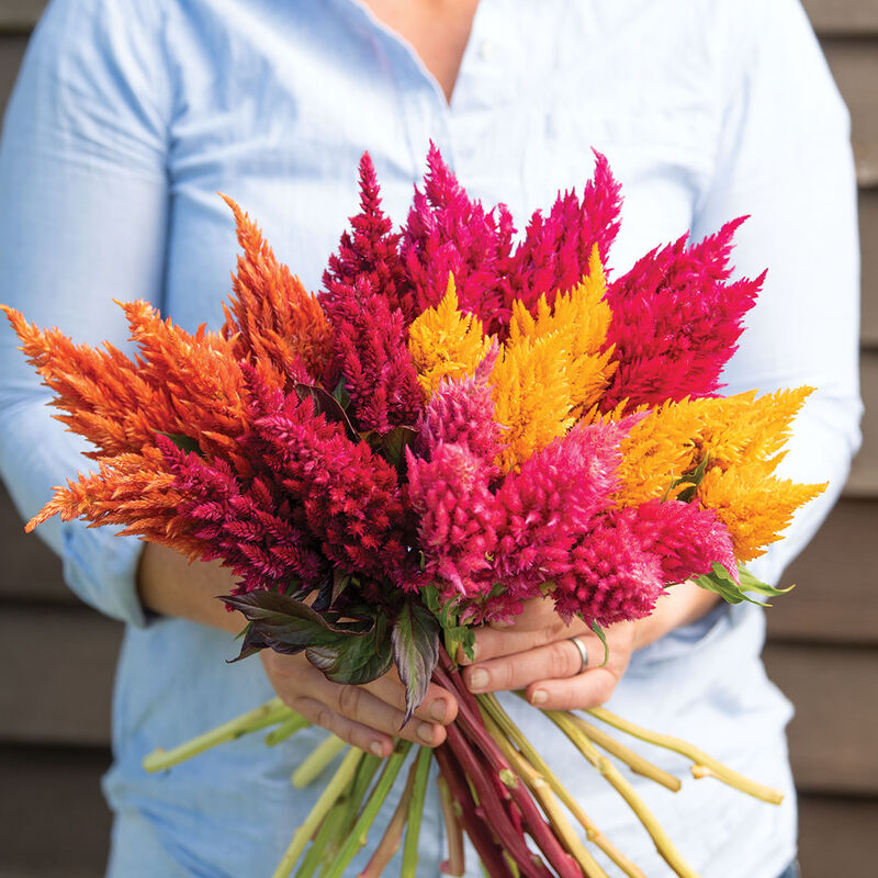 CELOSIA argentea var. plumosa Sunday Cherry