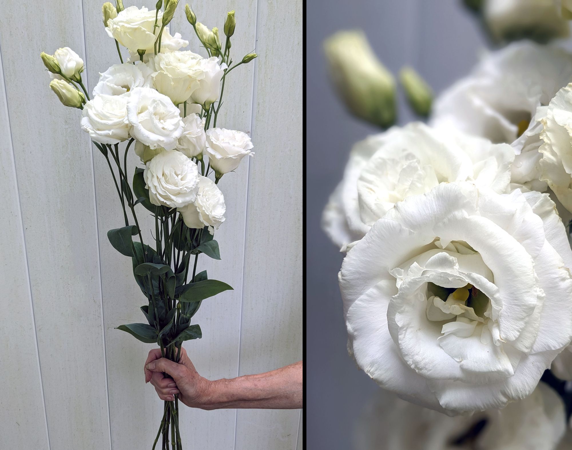 EUSTOMA grandiflorum Megalo White