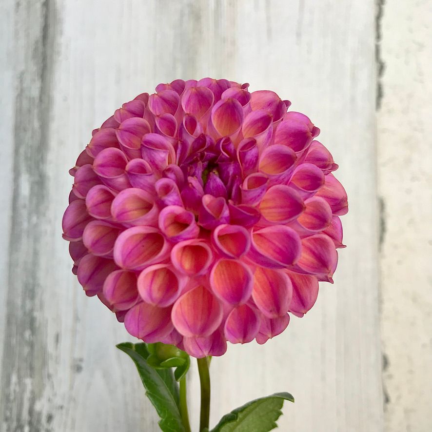 DAHLIA