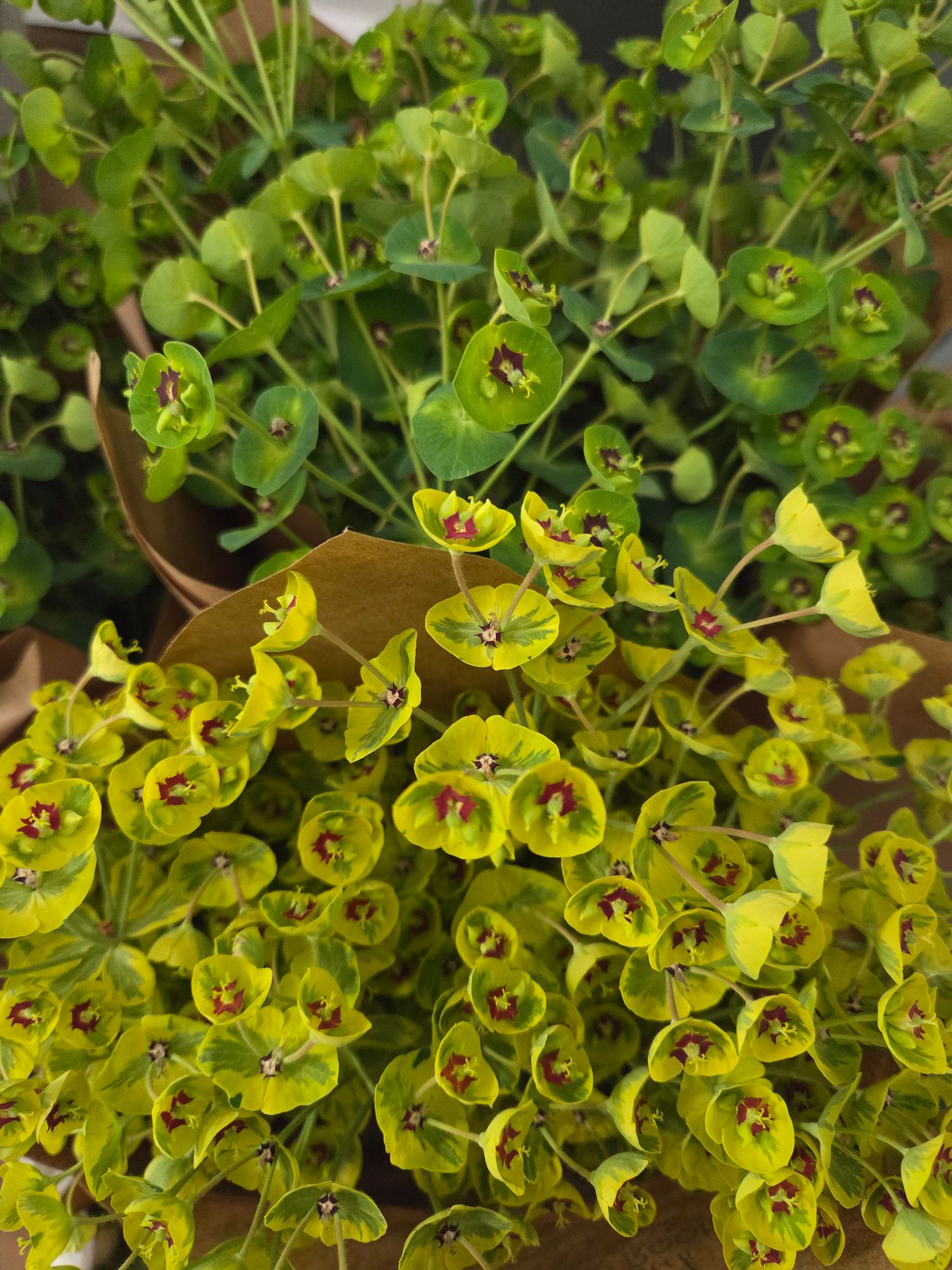 EUPHORBIA martinii Ascot Rainbow