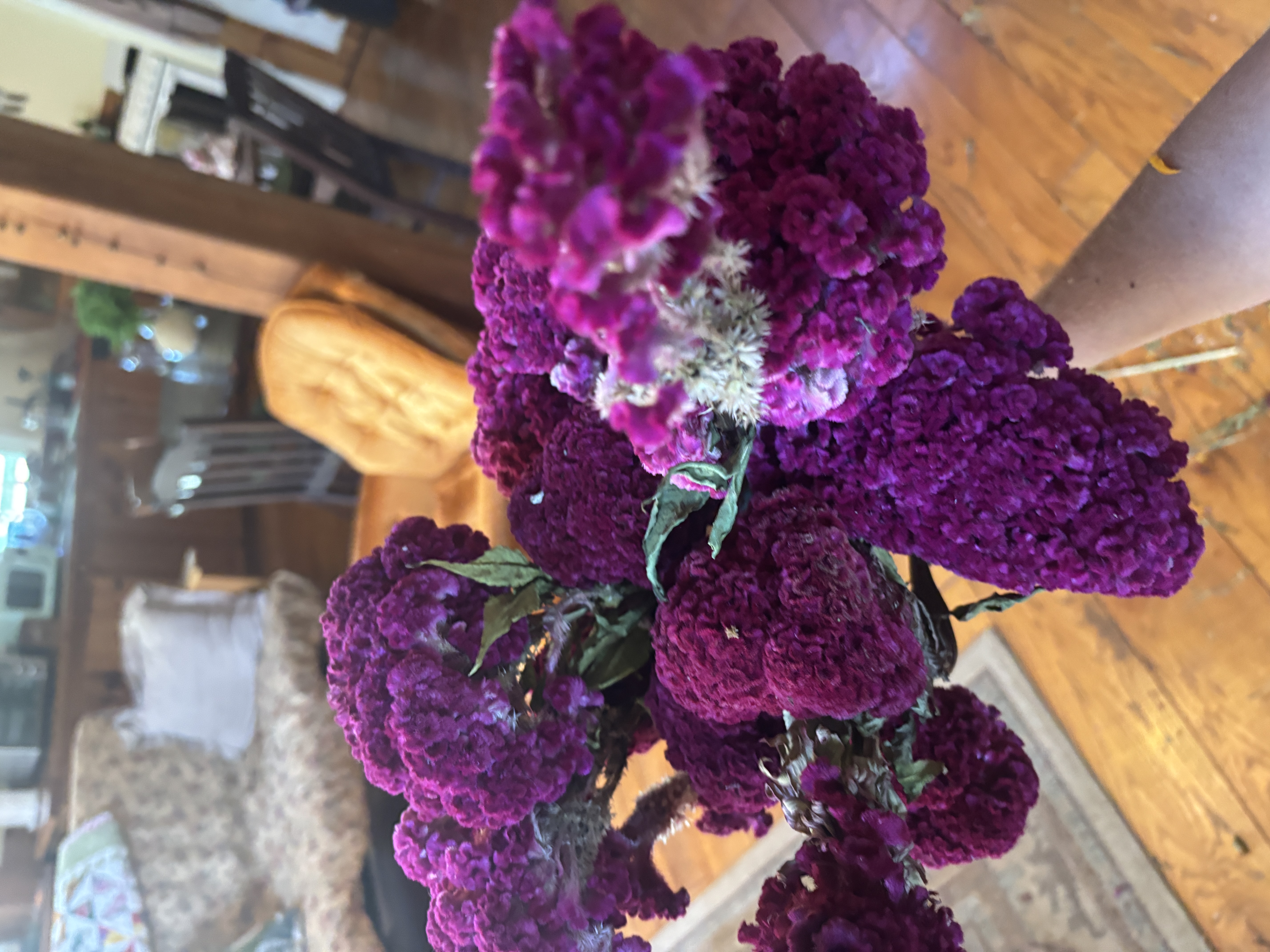 CELOSIA