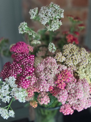 ACHILLEA millefolium Favorite Berries