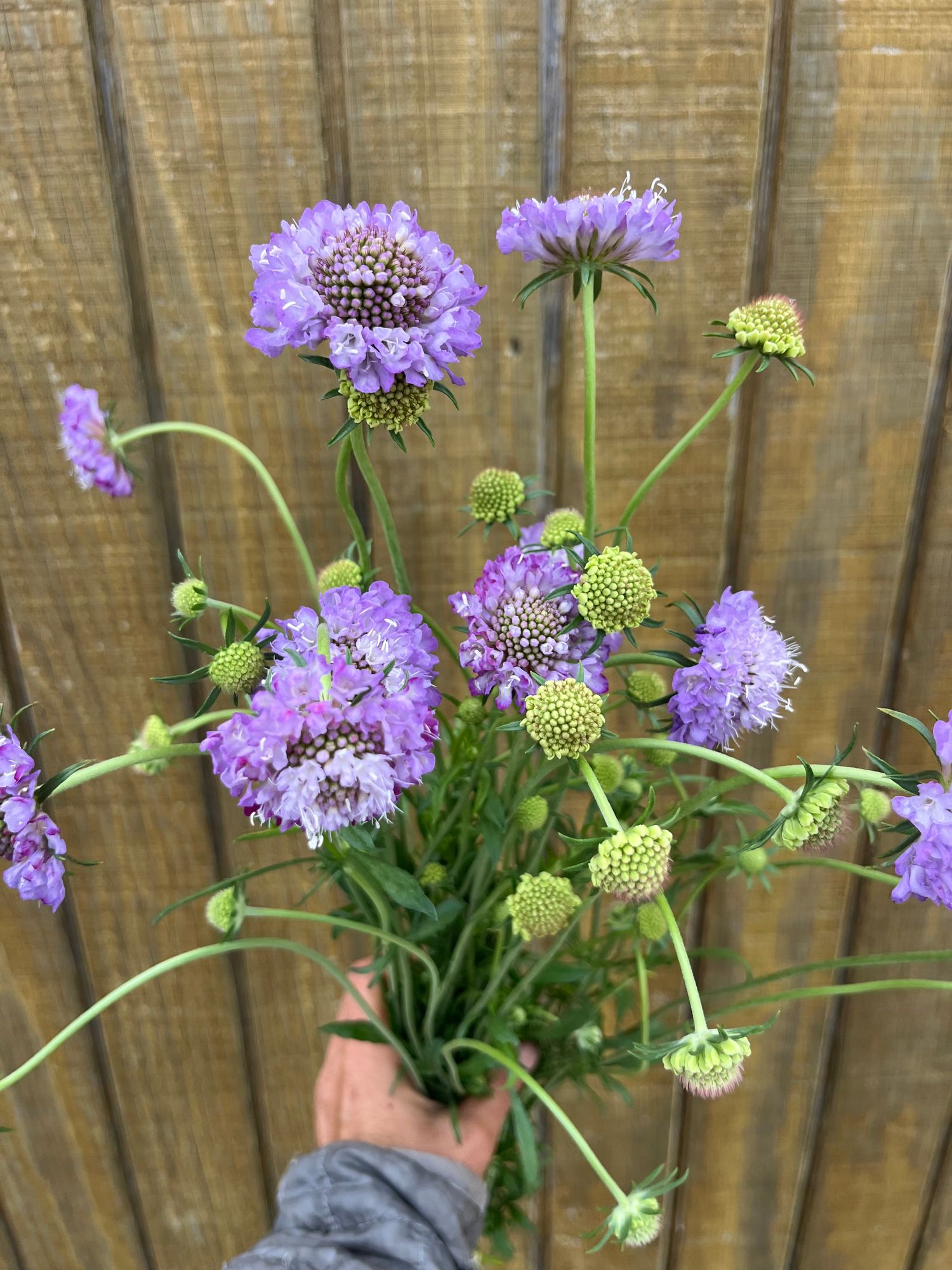 SCABIOSA atropurpurea Oxford Blue