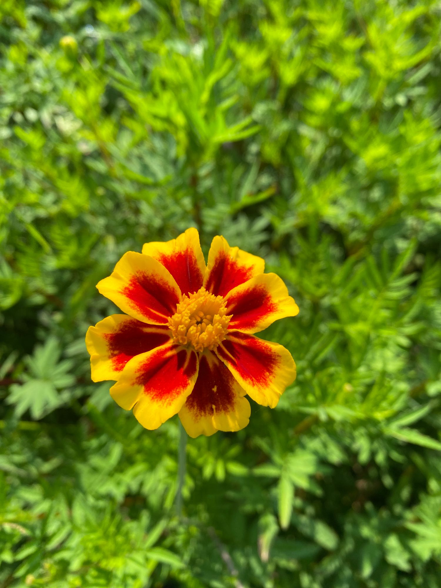 TAGETES patula