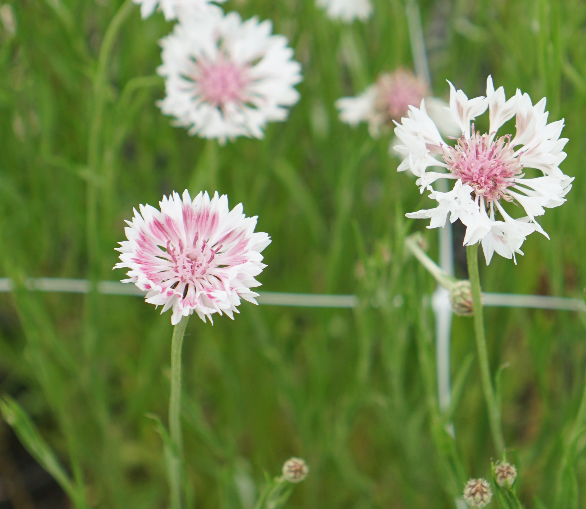 CENTAUREA cyanus Classic Romantic