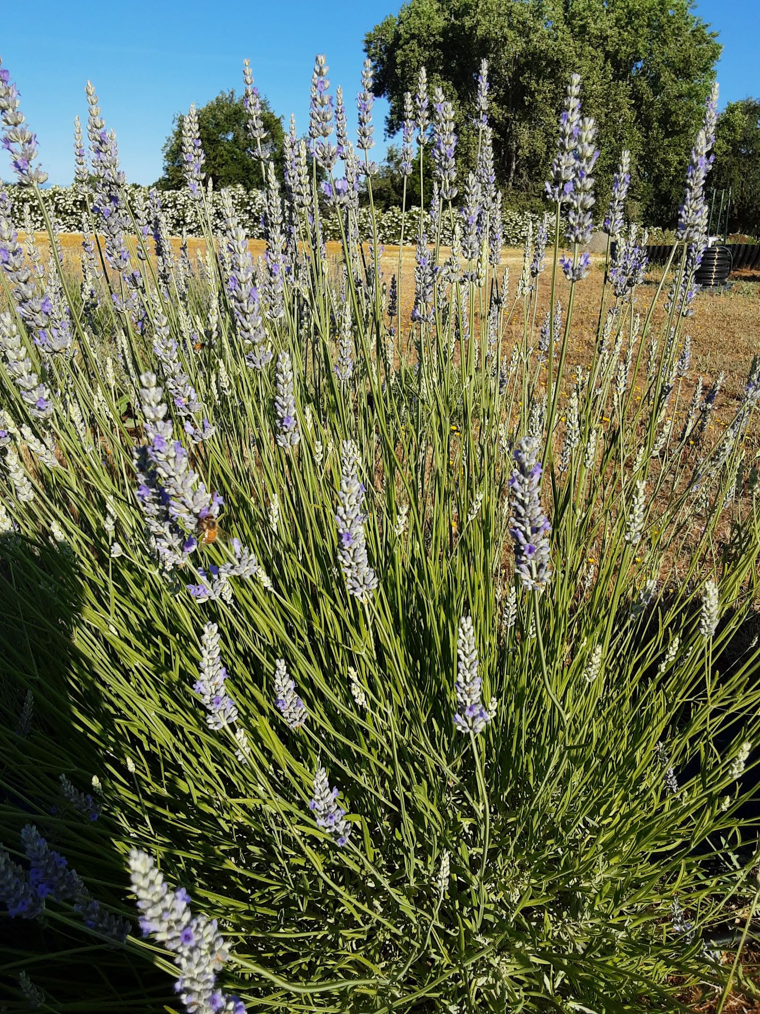 LAVENDULA x intermedia Provence