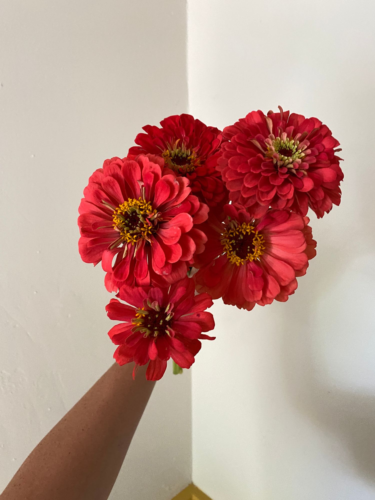 ZINNIA elegans Benarys Giant Scarlet