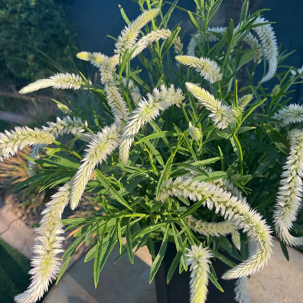 CELOSIA argentea spicata Flamingo Feather