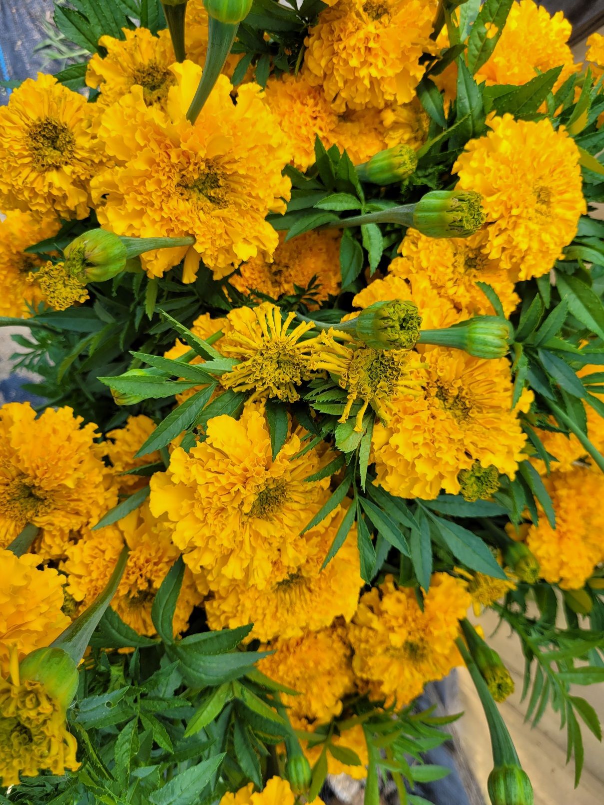 TAGETES erecta