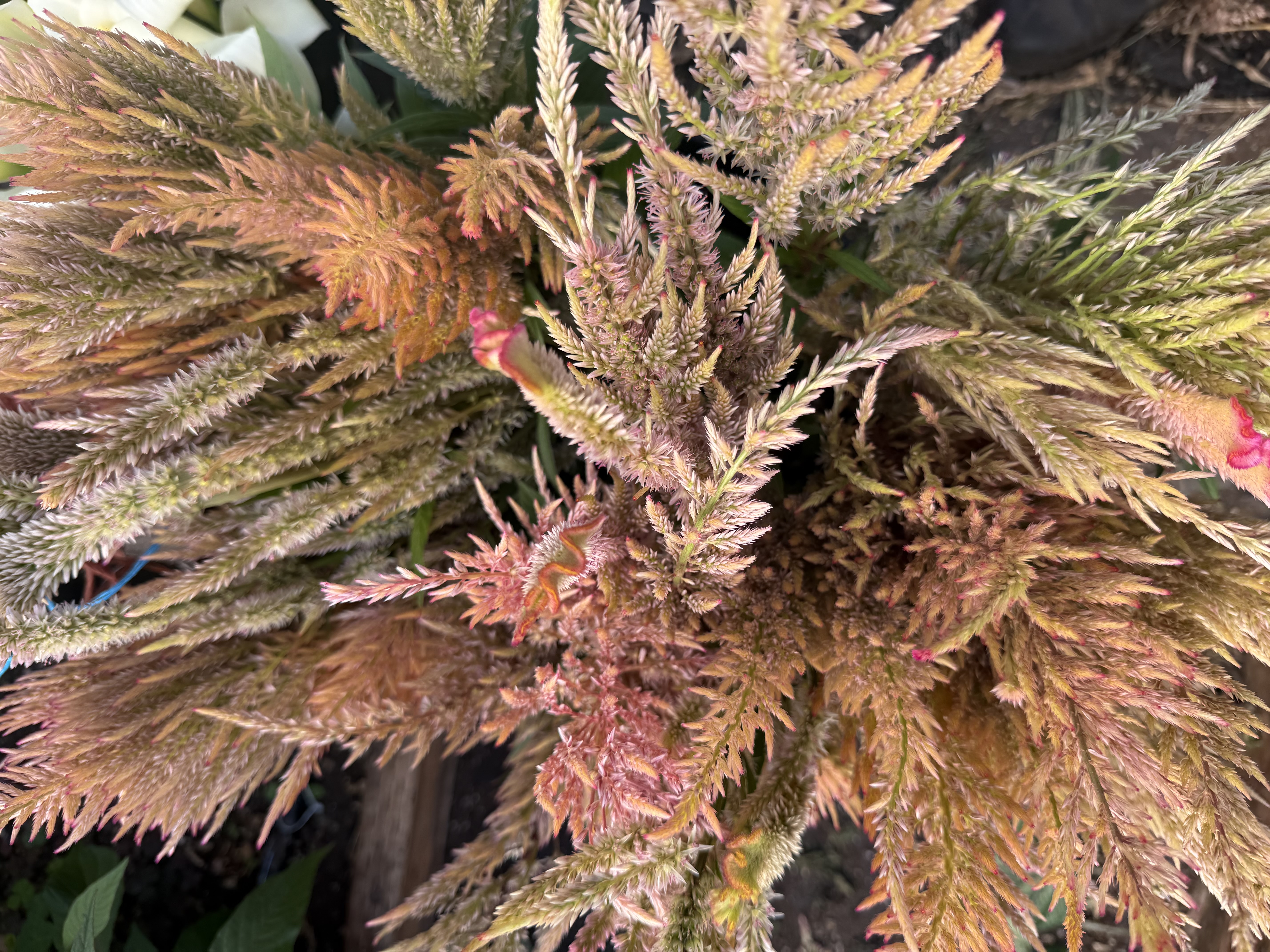 CELOSIA argentea var. plumosa Texas Plume Vintage Rose