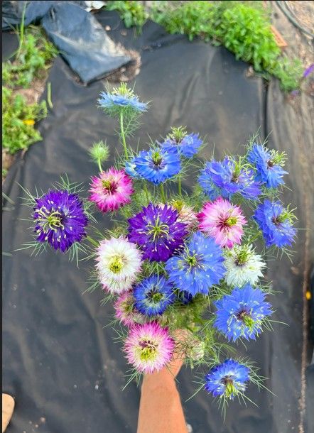 NIGELLA