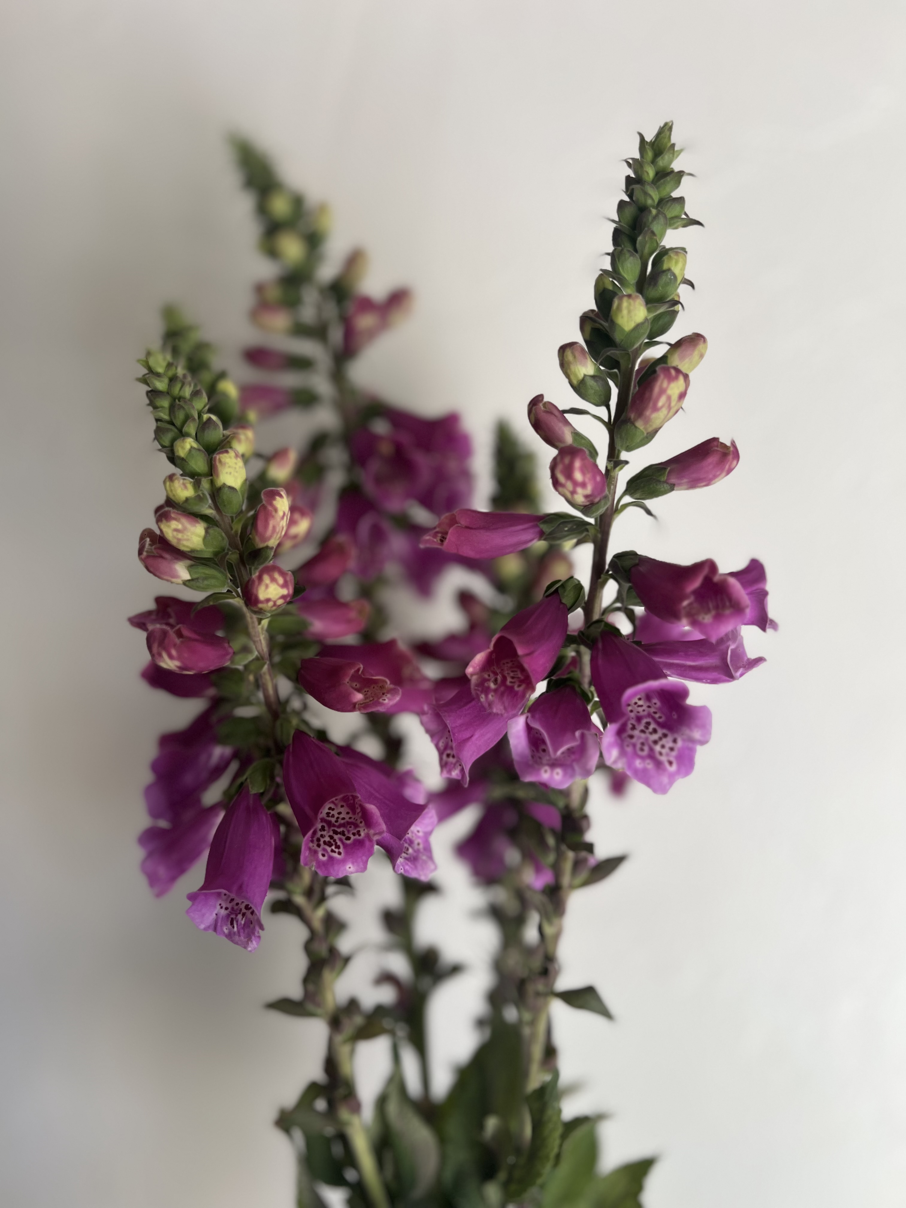 DIGITALIS purpurea Dalmatian