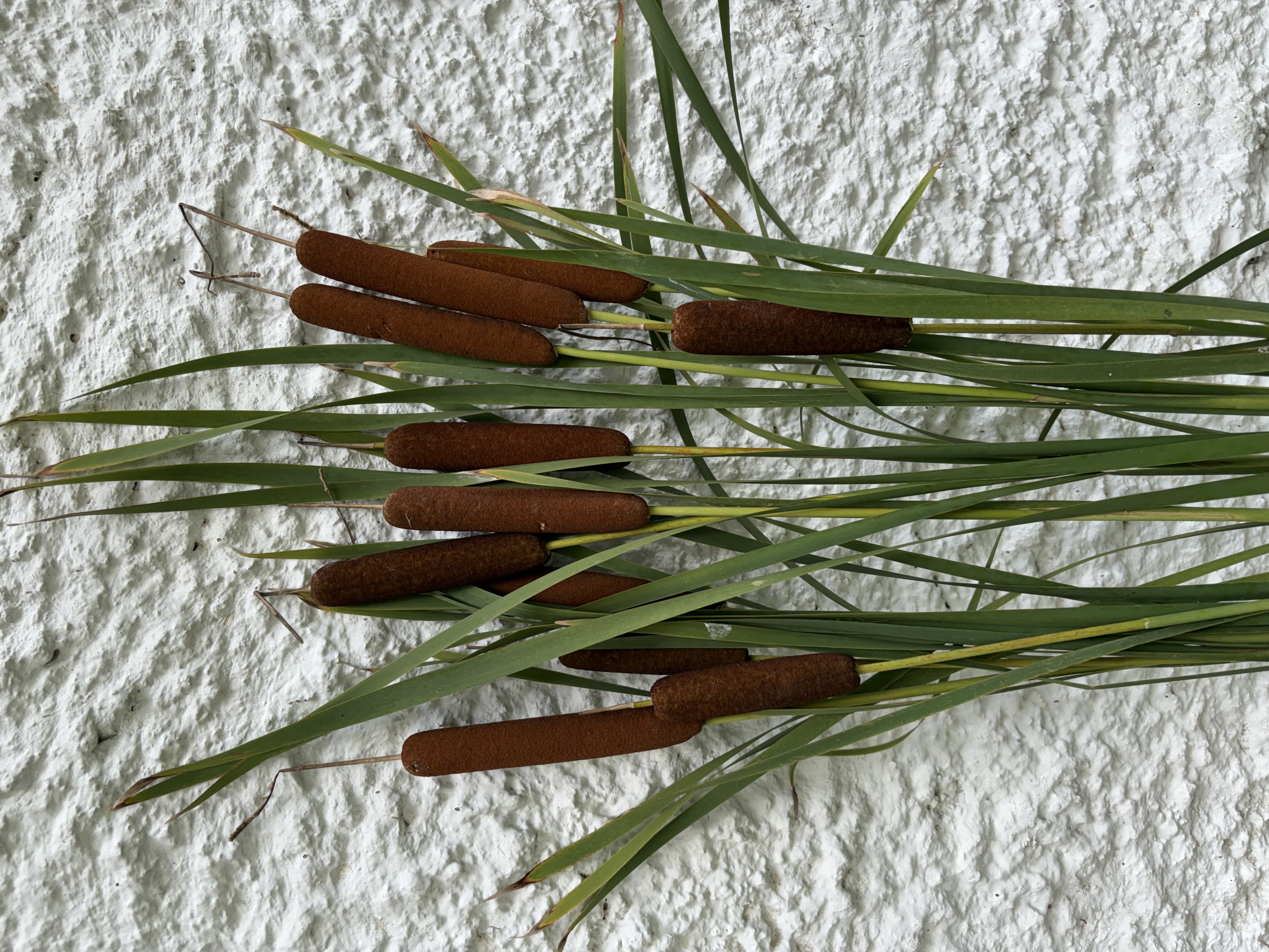 TYPHA angustifolia