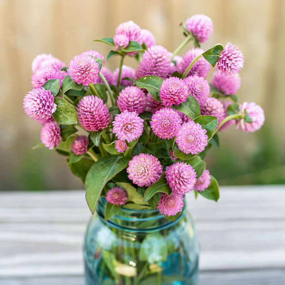 GOMPHRENA globosa Salmon Pastel