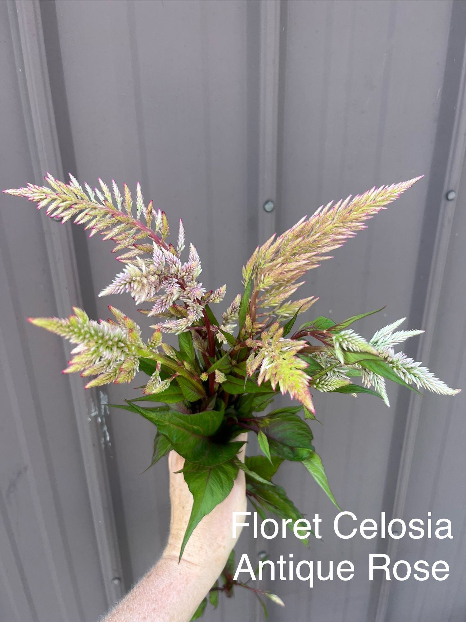 CELOSIA argentea