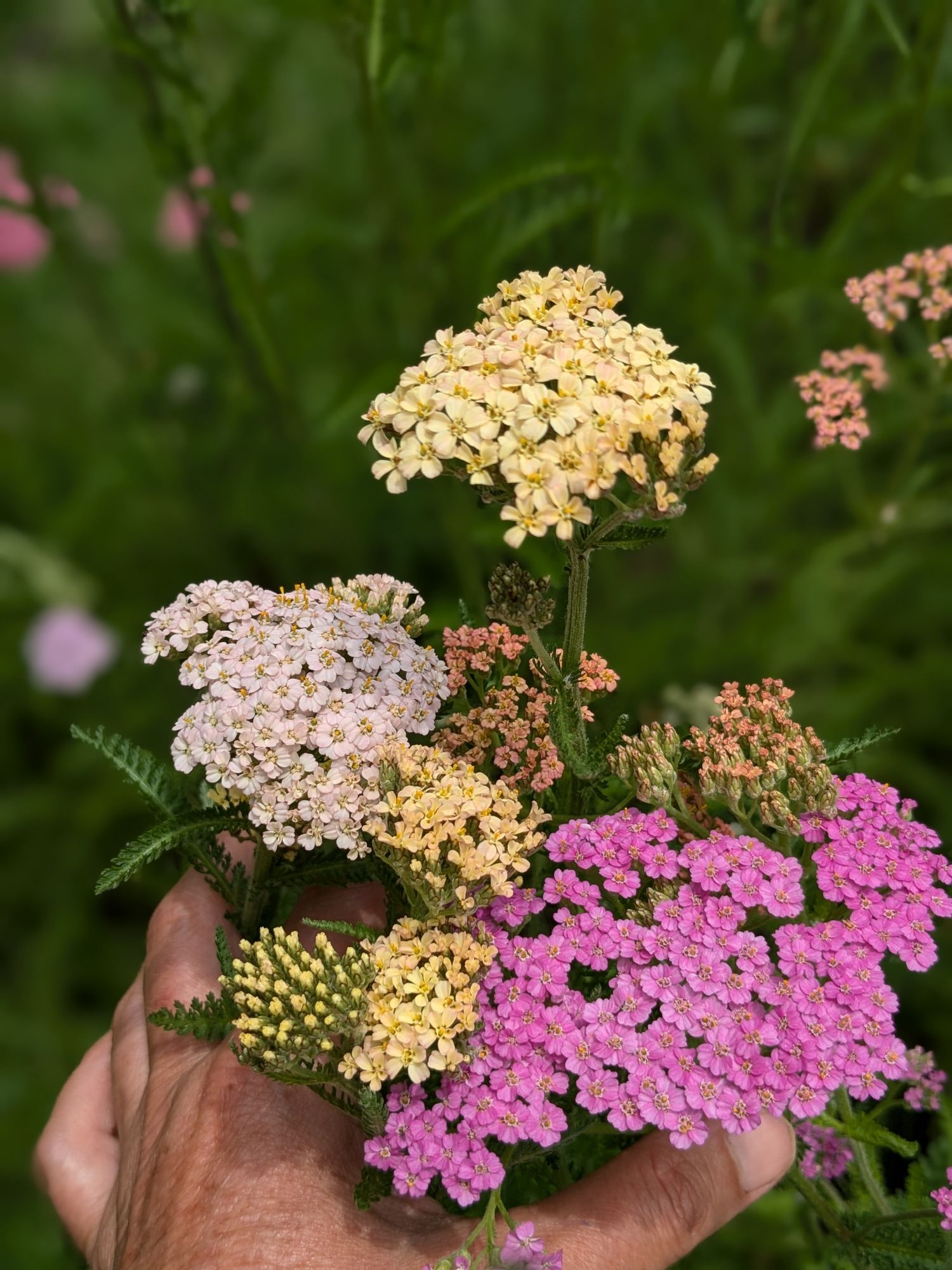 ACHILLEA millefolium Colorado