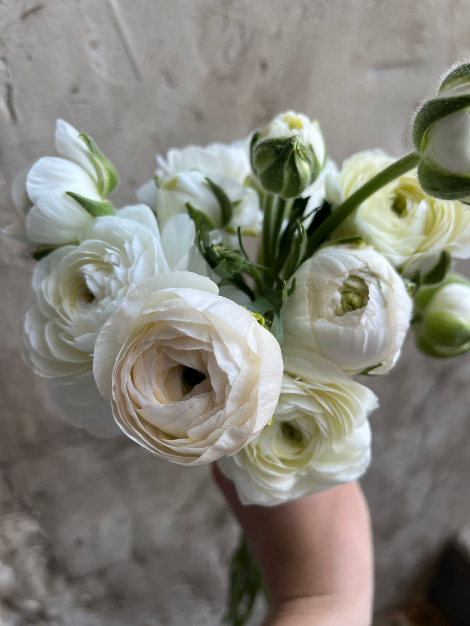 RANUNCULUS