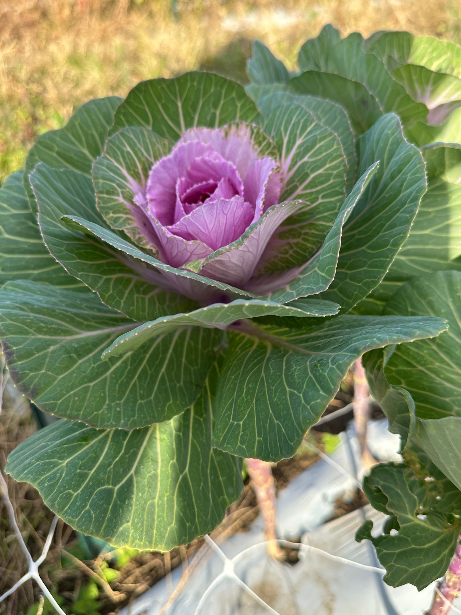 BRASSICA oleracea Crane Pink