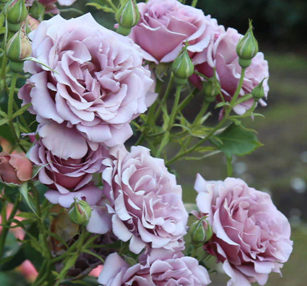 ROSA hybrida Koko Loco
