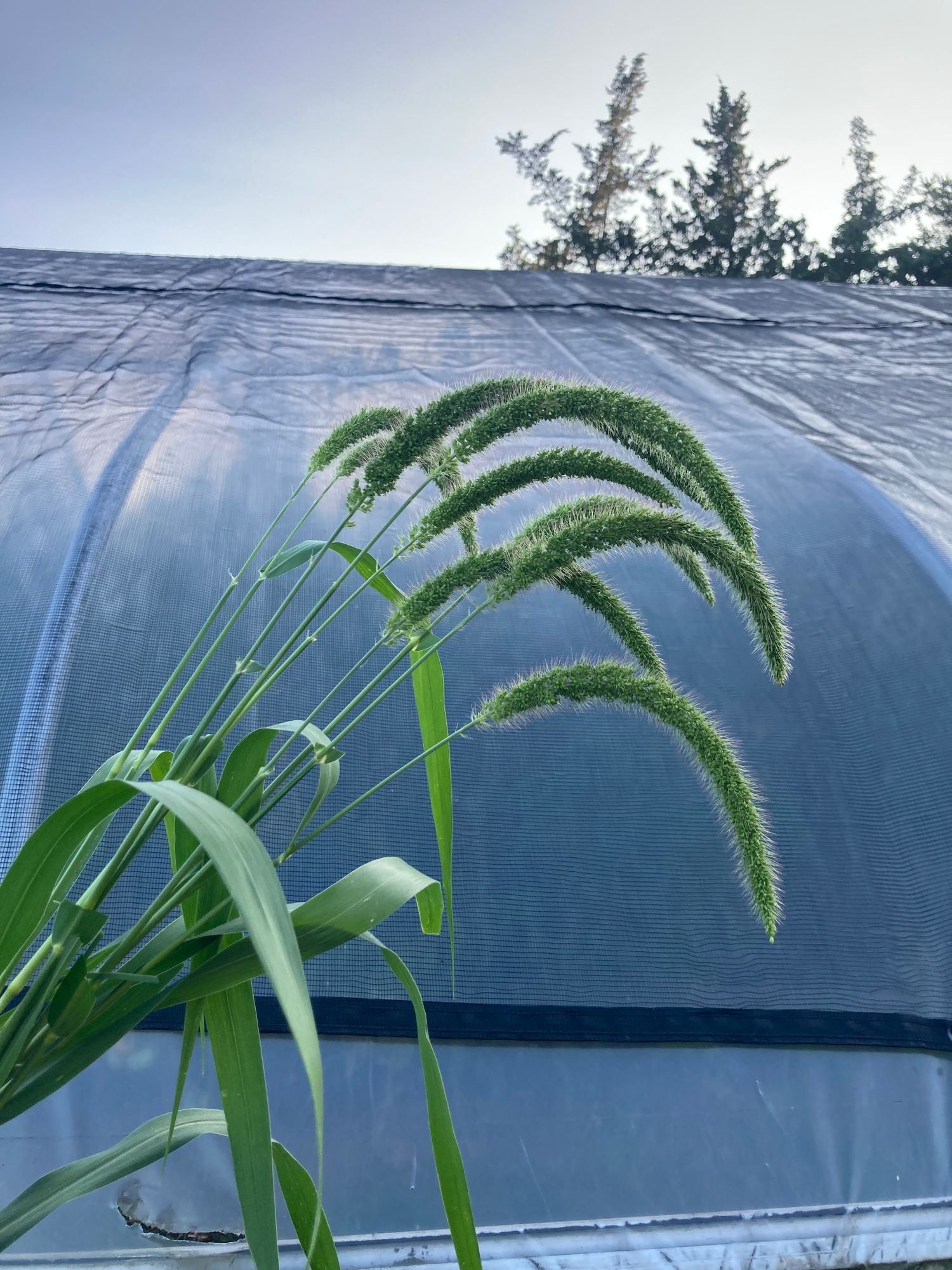 ORNAMENTAL GRASS