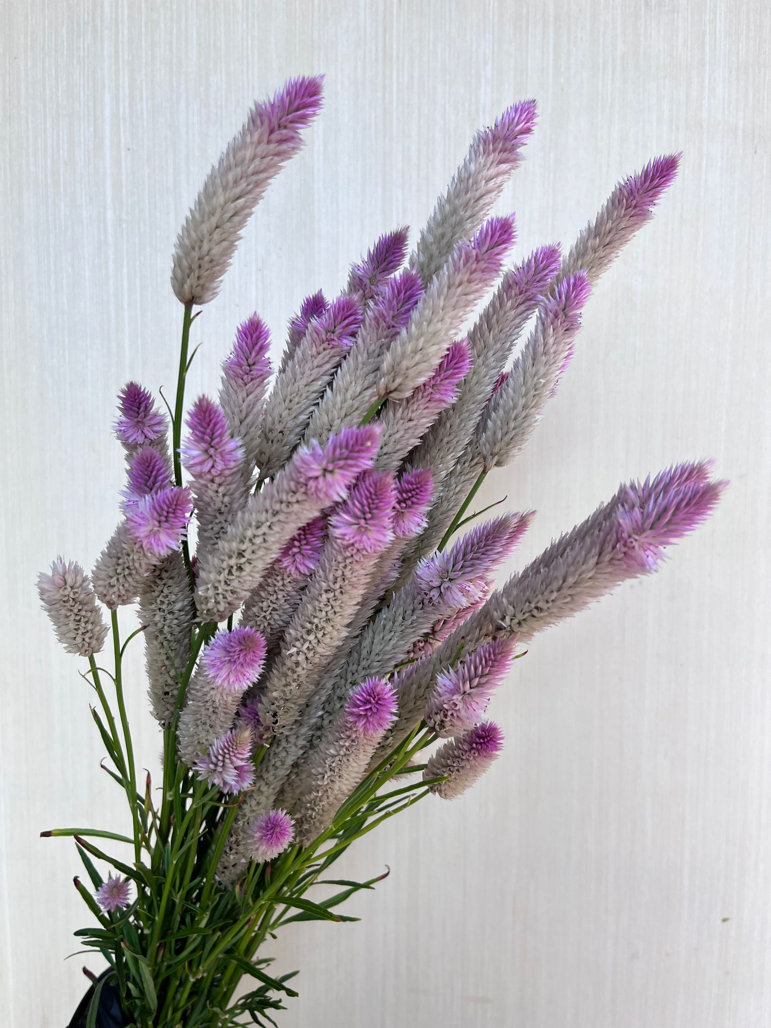 CELOSIA argentea spicata Flamingo Feather