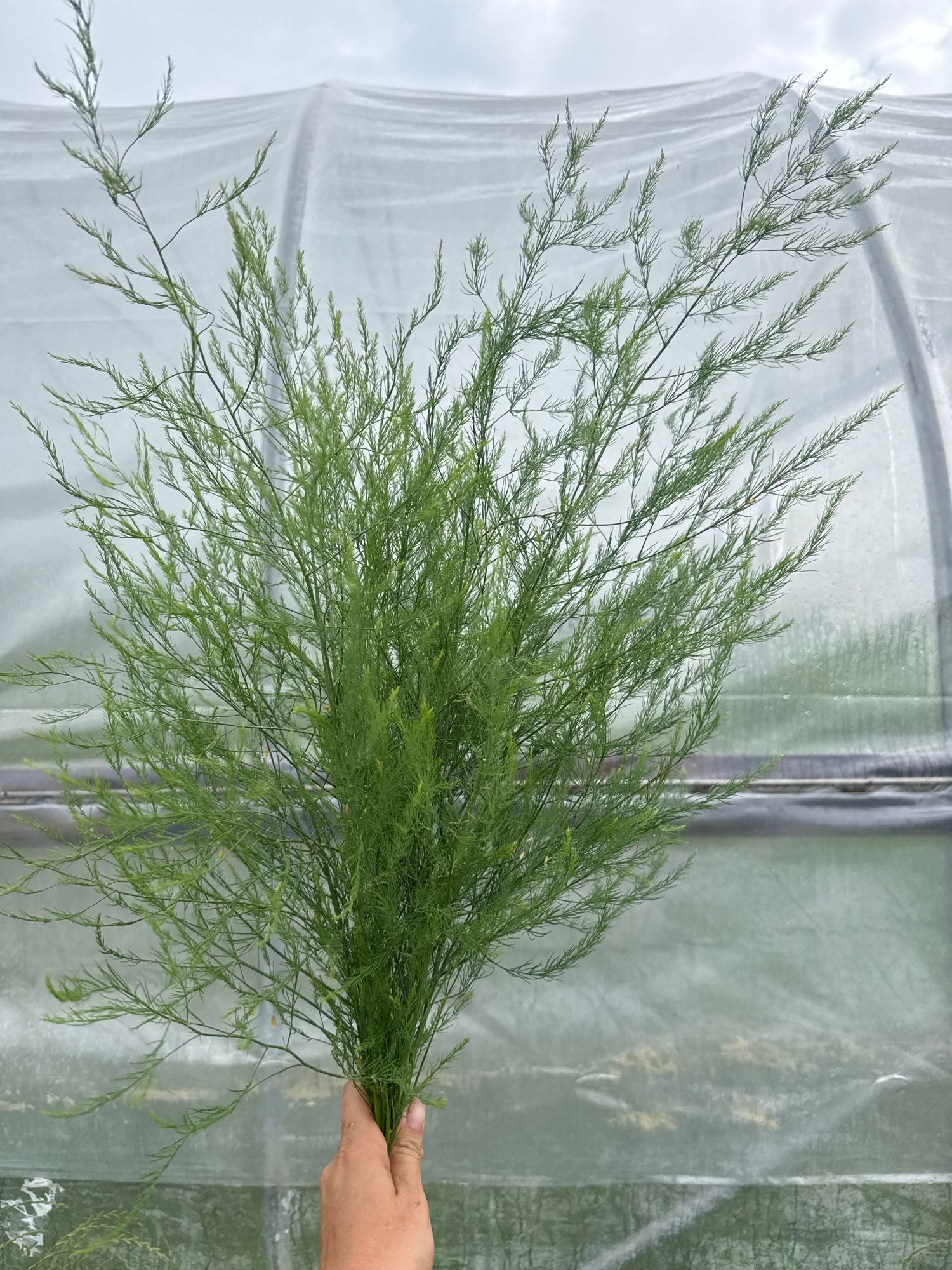 ASPARAGUS officinalis