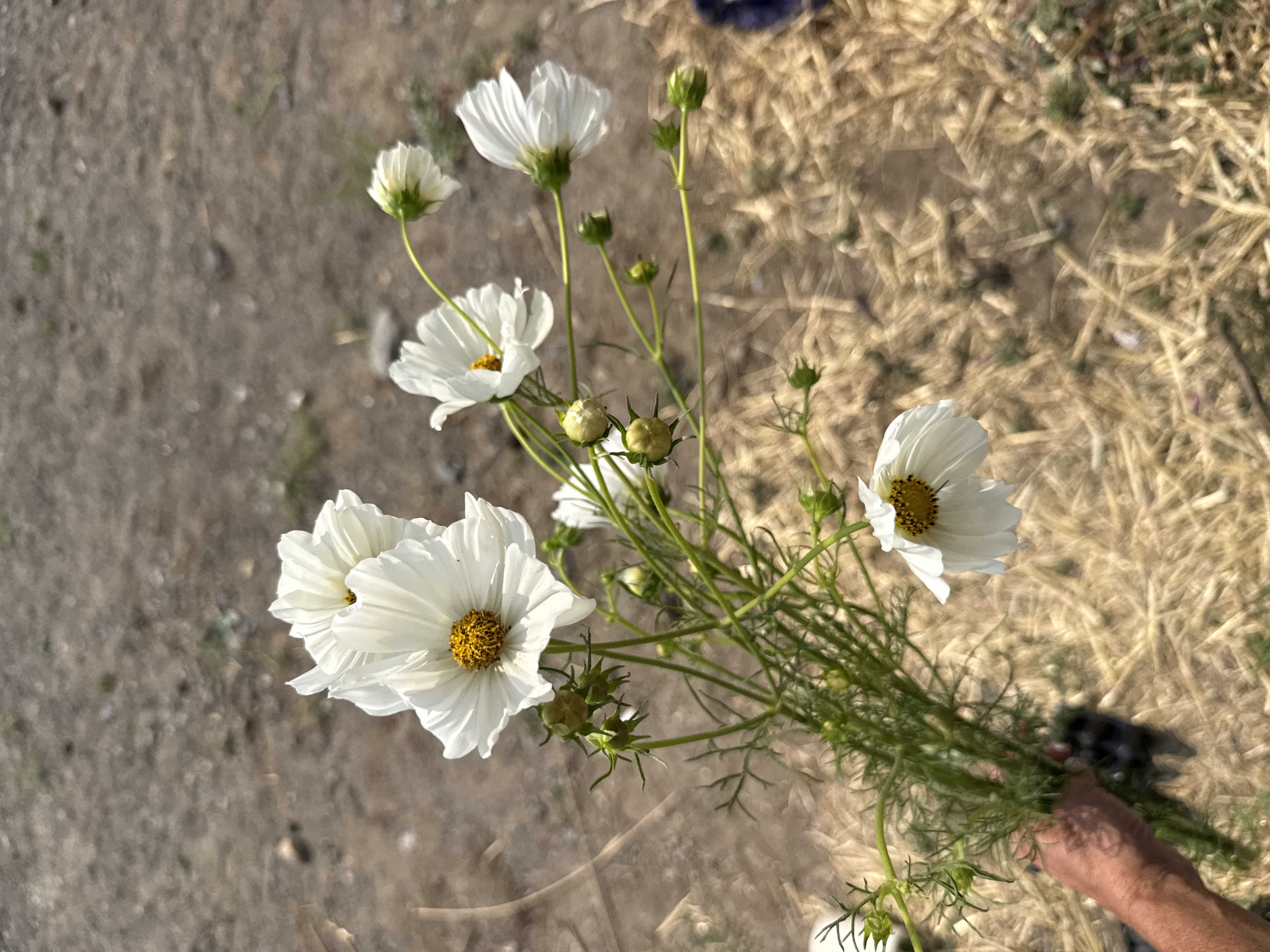 COSMOS bipinnatus Afternoon White
