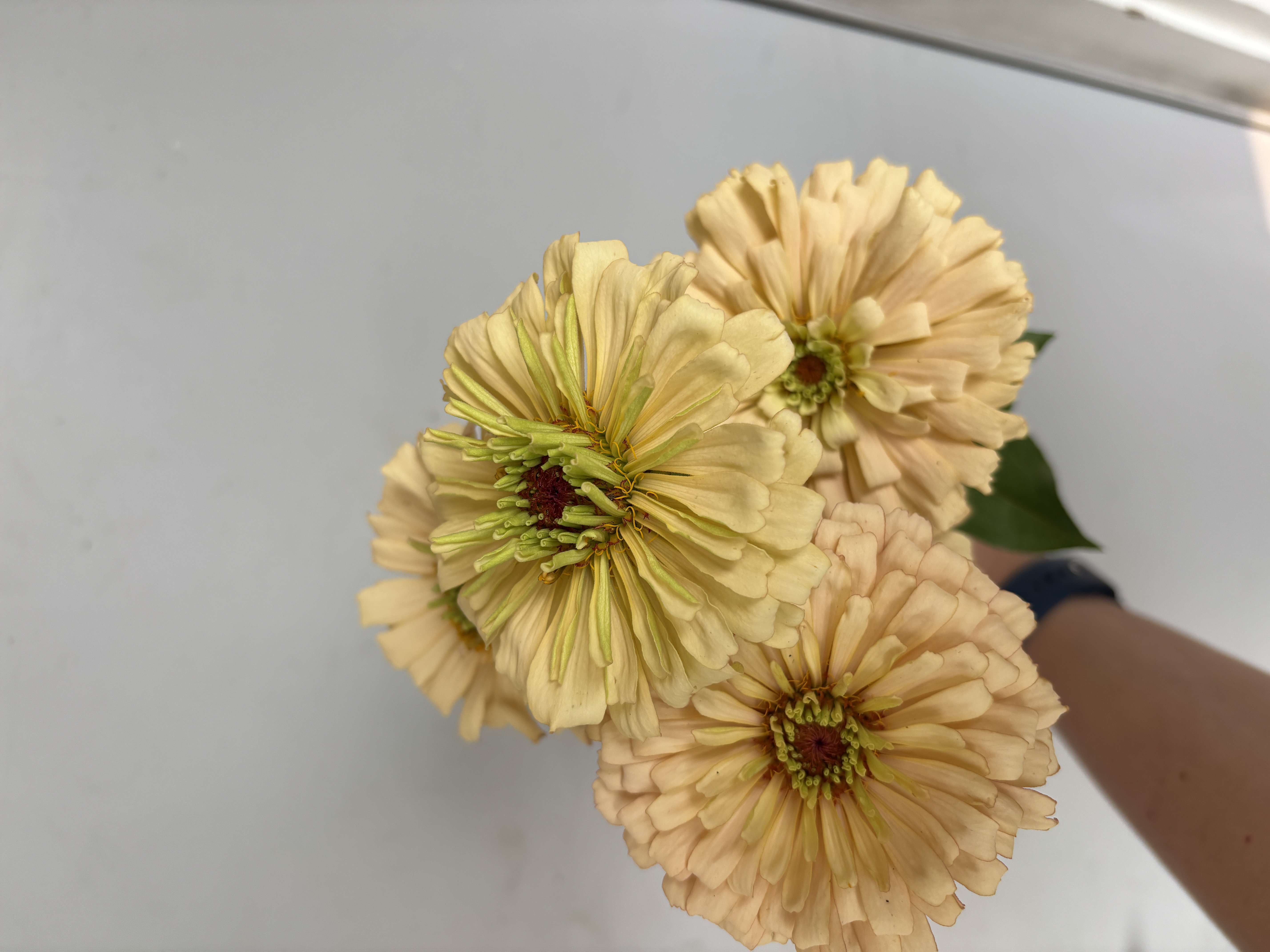 ZINNIA elegans Linen