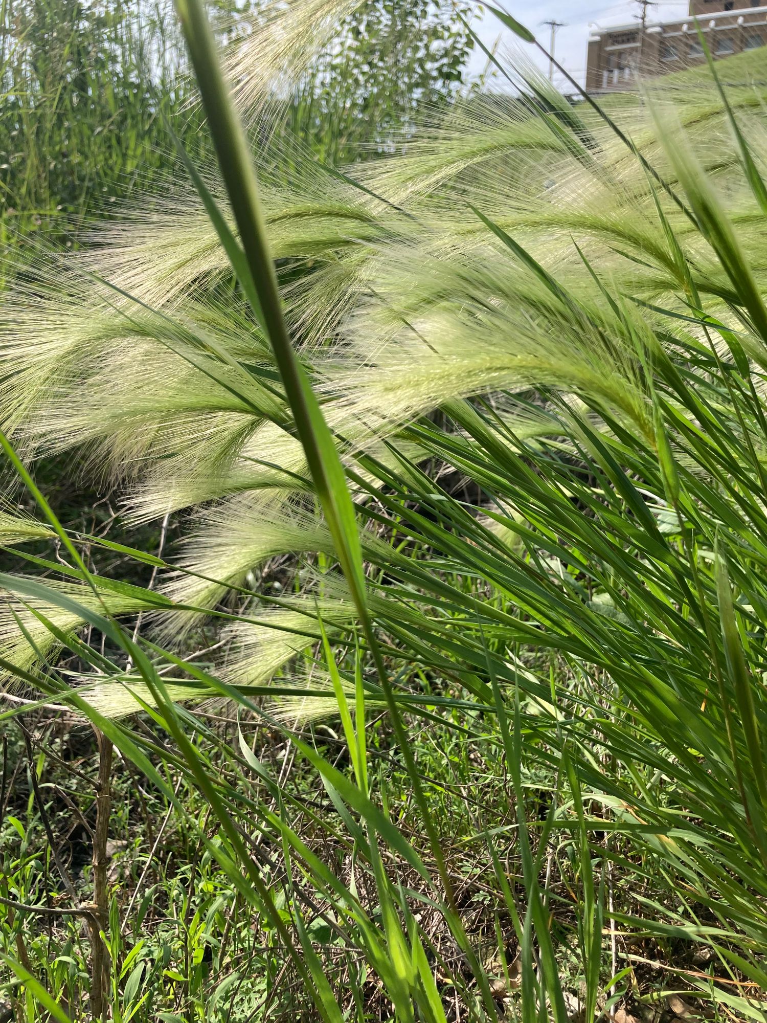 ORNAMENTAL GRASS