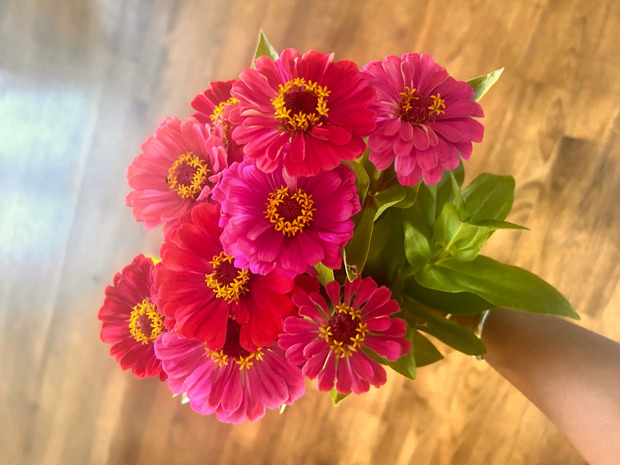 ZINNIA