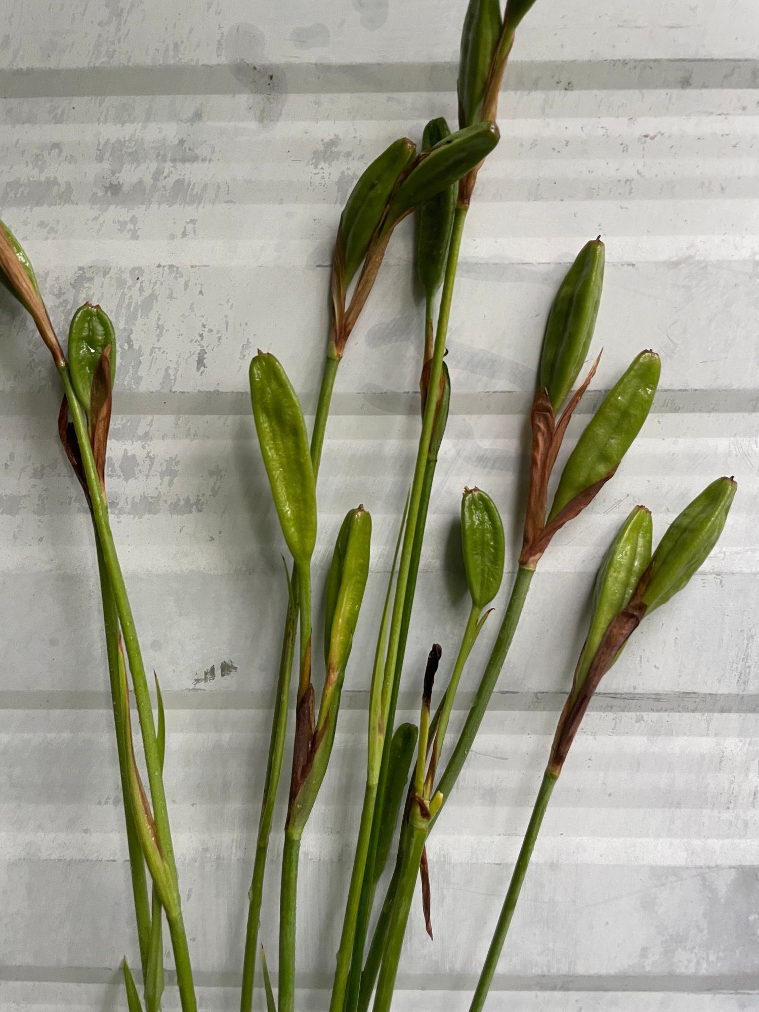 IRIS sibirica