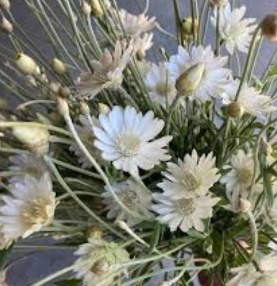 XERANTHEMUM annuum