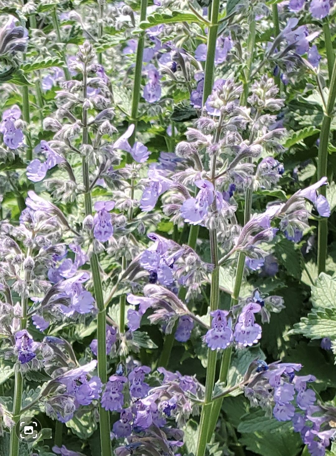 NEPETA cataria