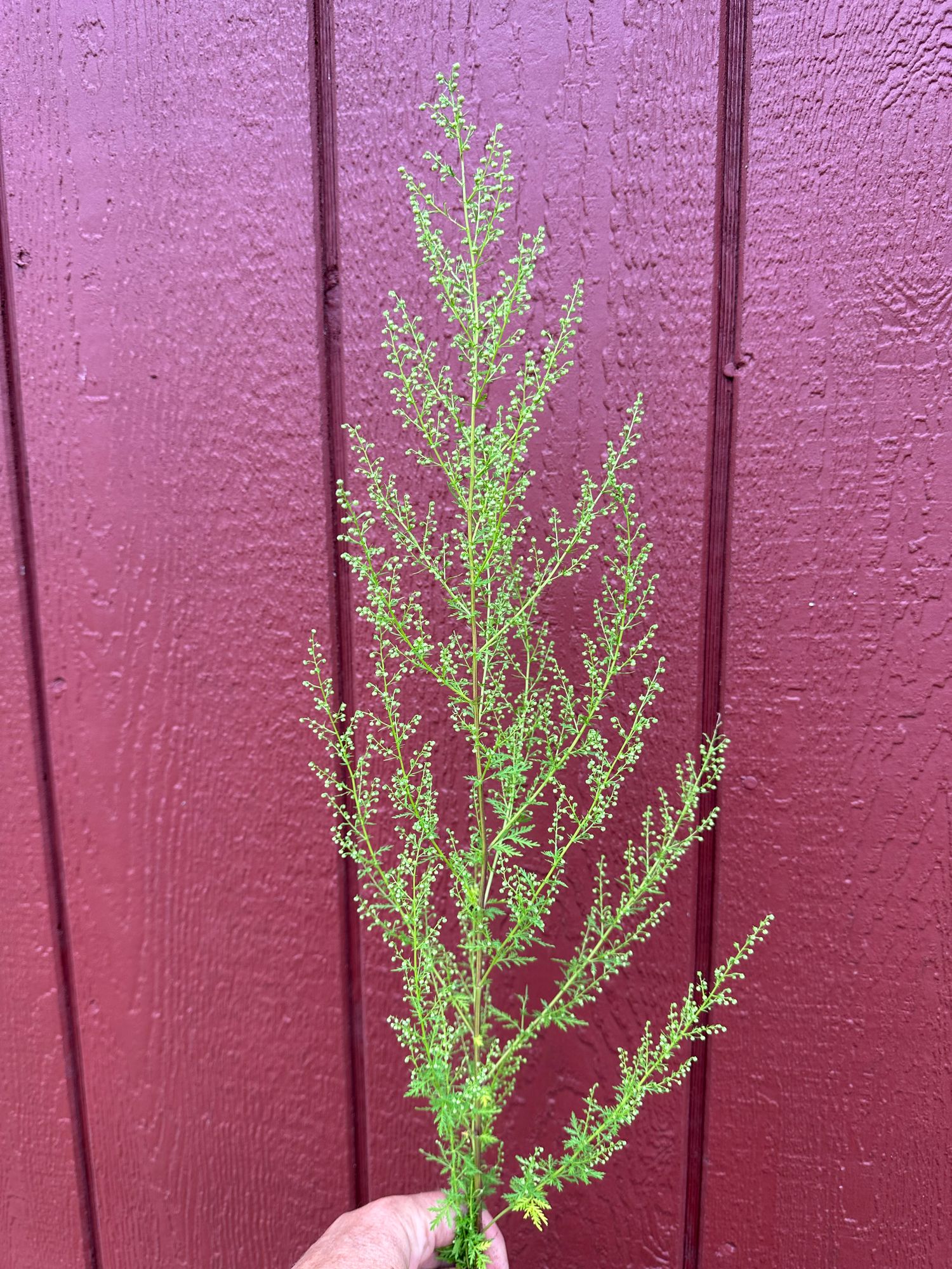 ARTEMISIA annua
